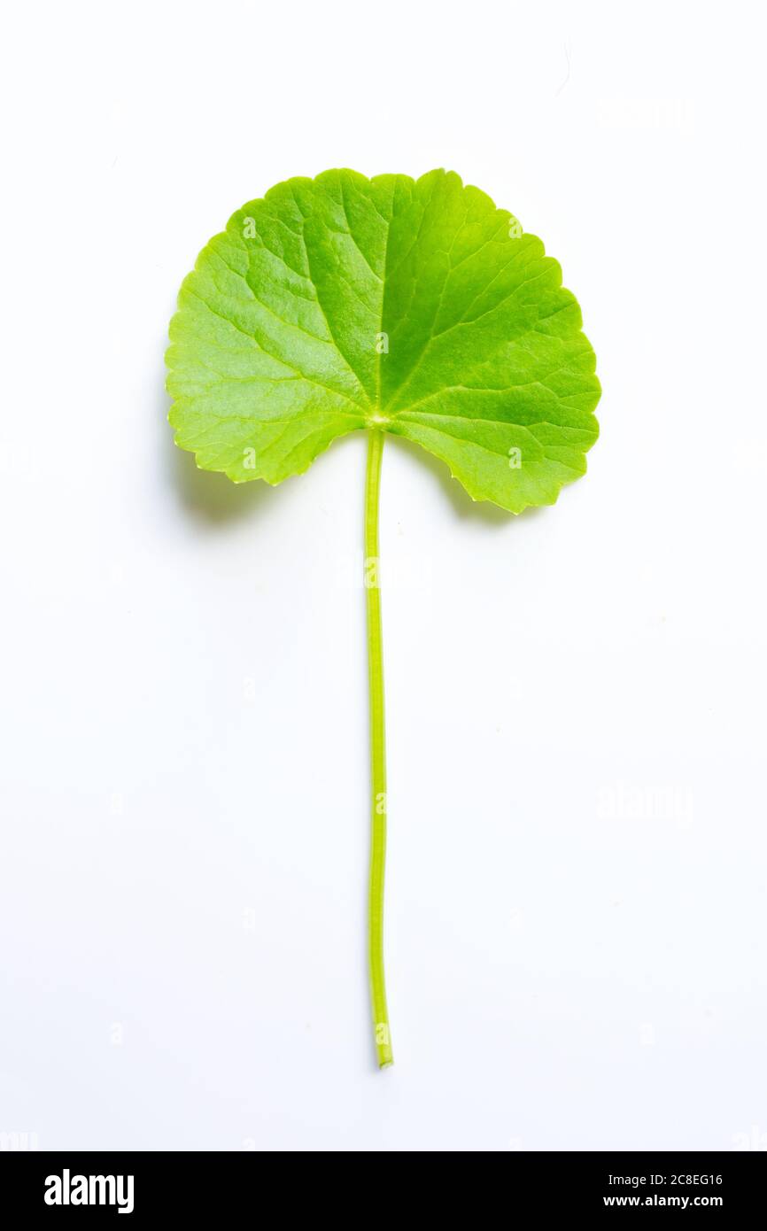 Blatt von gotu Kola auf weißem Hintergrund, Kraut und medizinische Pflanze. Stockfoto