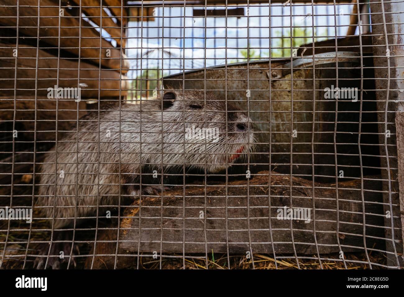 Graue Nutria Myocastor coypus im Käfig auf dem Bauernhof Stockfoto