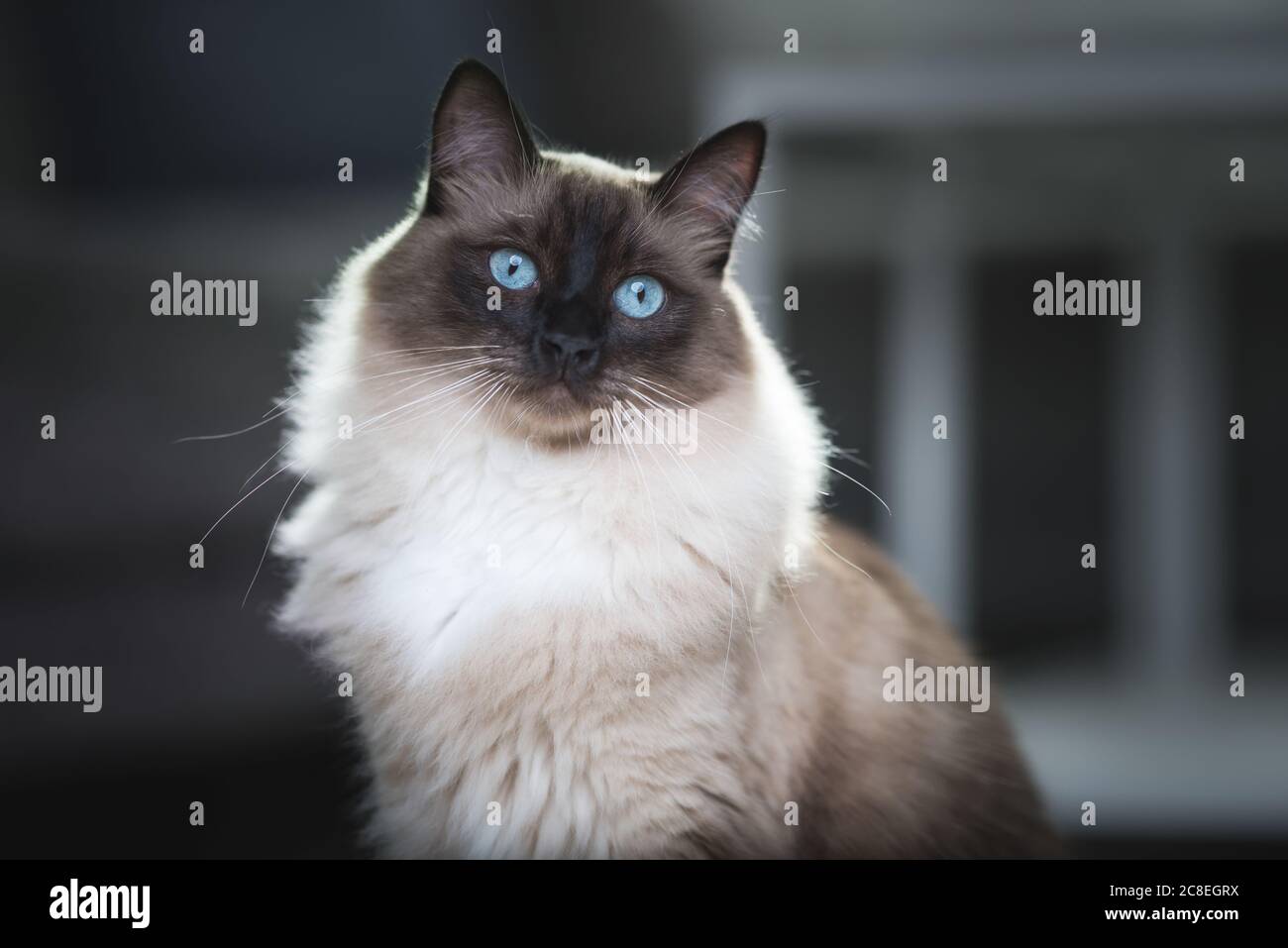 Porträt einer Robbenfarbenspitze Ragdoll Katze im Wohnzimmer Stockfoto