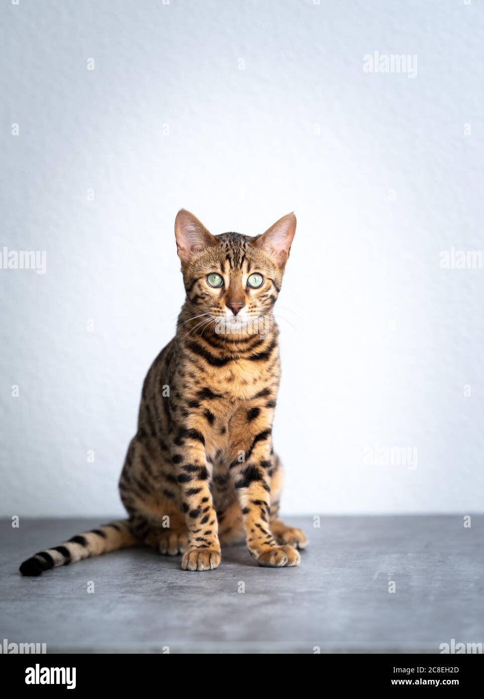 Junge bengalische Katze auf Betonboden vor weißer Wand mit Blick auf die Kamera Stockfoto