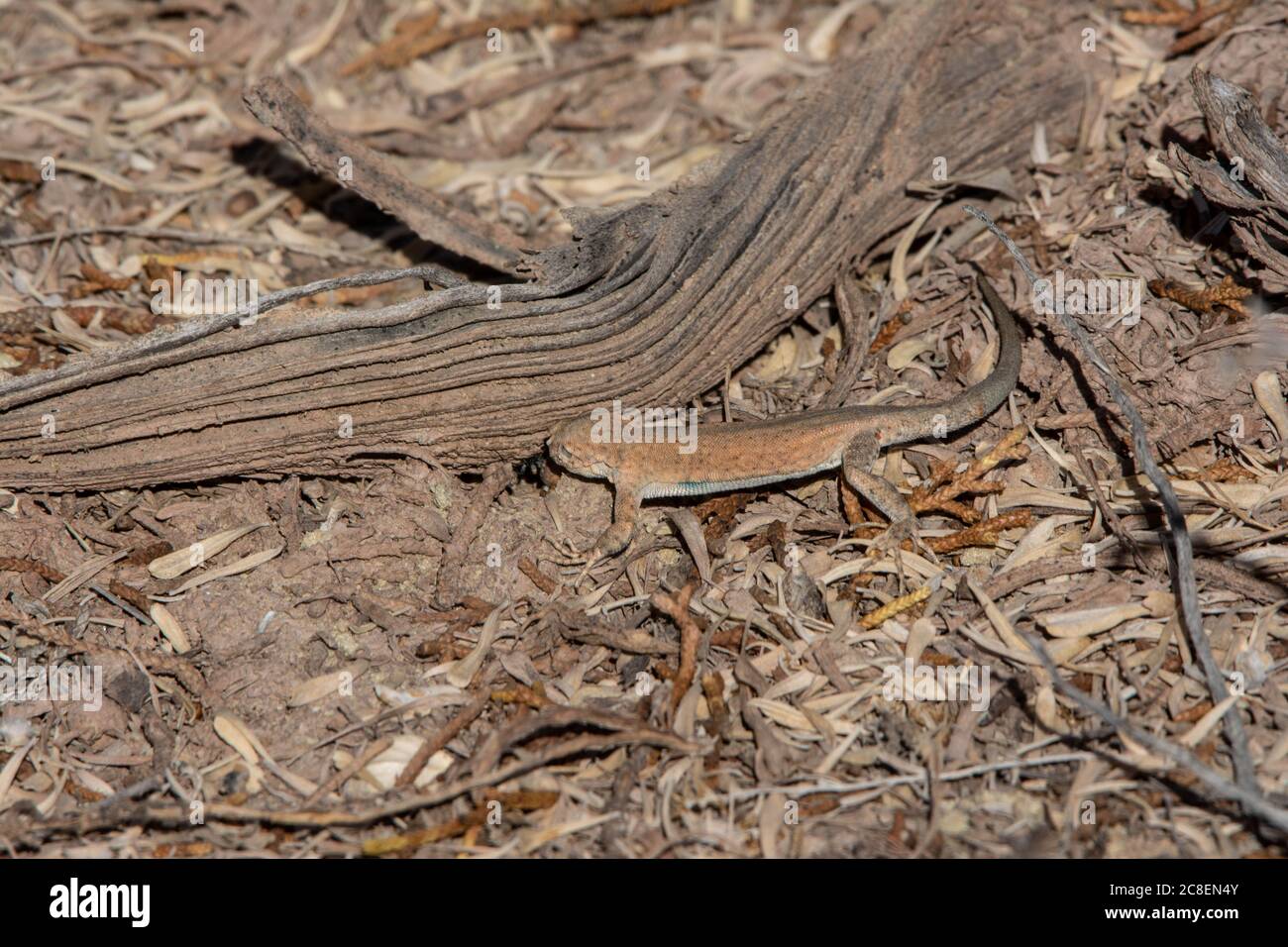 Plateaue-Eidechse (Uta stansburiana uniformis) aus Garfield County, Colorado, USA. Stockfoto