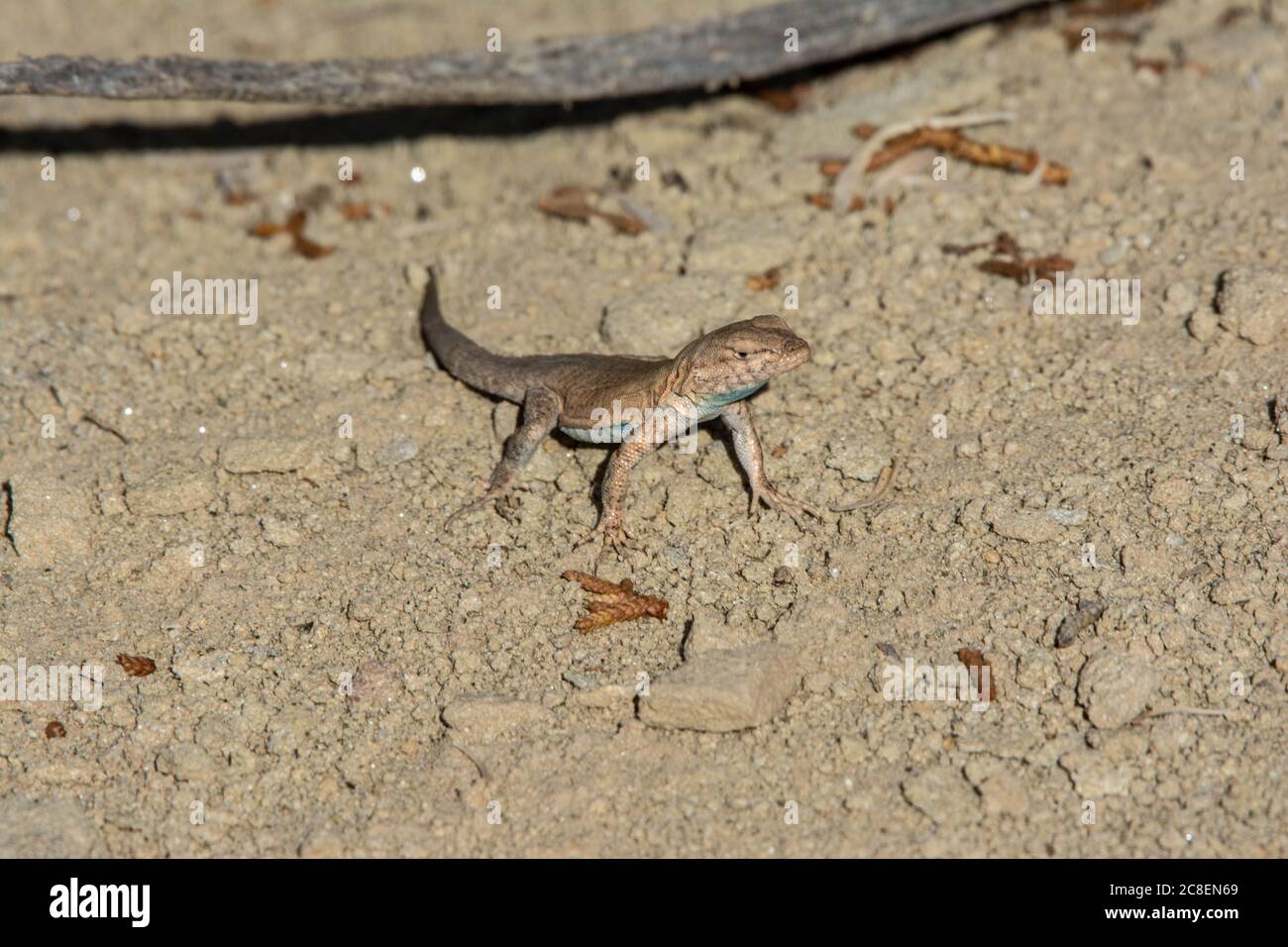 Plateaue-Eidechse (Uta stansburiana uniformis) aus Garfield County, Colorado, USA. Stockfoto