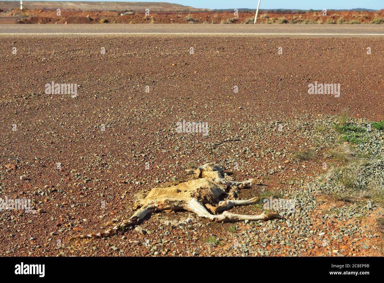 Verfallene Leiche toter Känguru am Straßenrand, die auf einer abgelegenen Autobahn im Outback Australiens getötet wurde. Stockfoto