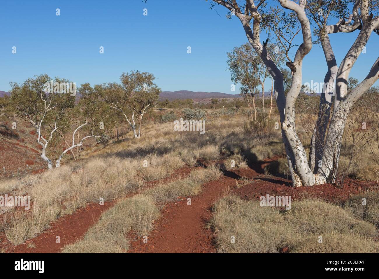 Luftaufnahme des Panoramas in Pilbara, Westaustralien, mit grüner Outback Landschaft, weißen Gummibäumen, Bergen, sonnig blauen Himmel als Hintergrund. Stockfoto