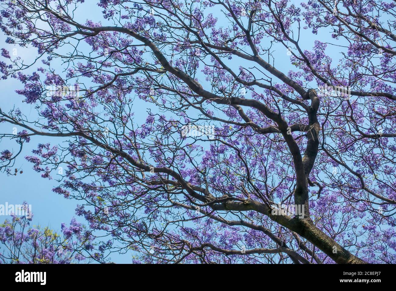 Jacaranda Baum mit Ästen und Blättern gegen blauen Himmel Stockfoto