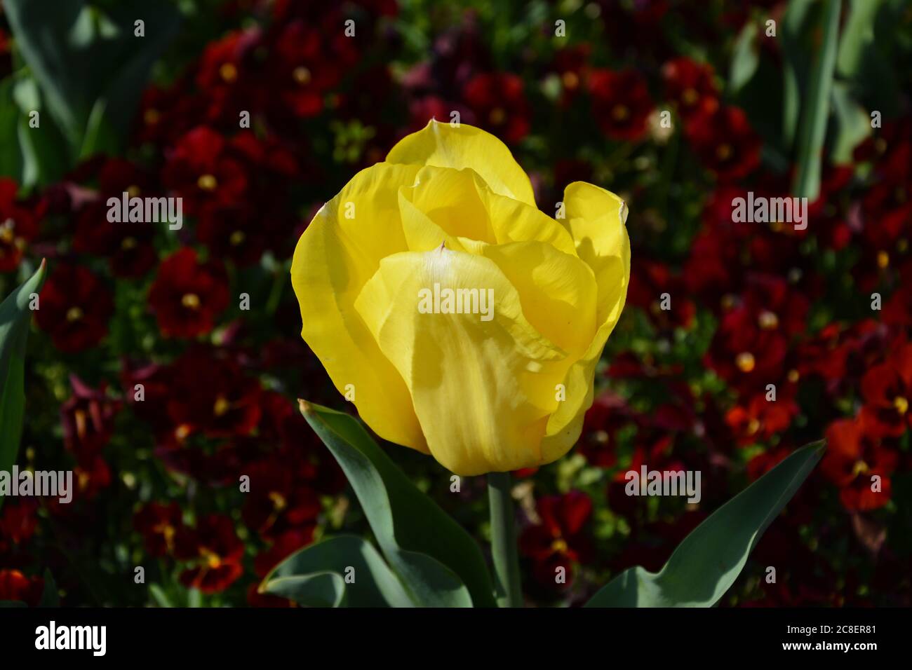 Die gelbe Tulpe blüht am sonnigen Nachmittag im Frühling in Shanghai; die Blütenblätter sind zart; Stockfoto