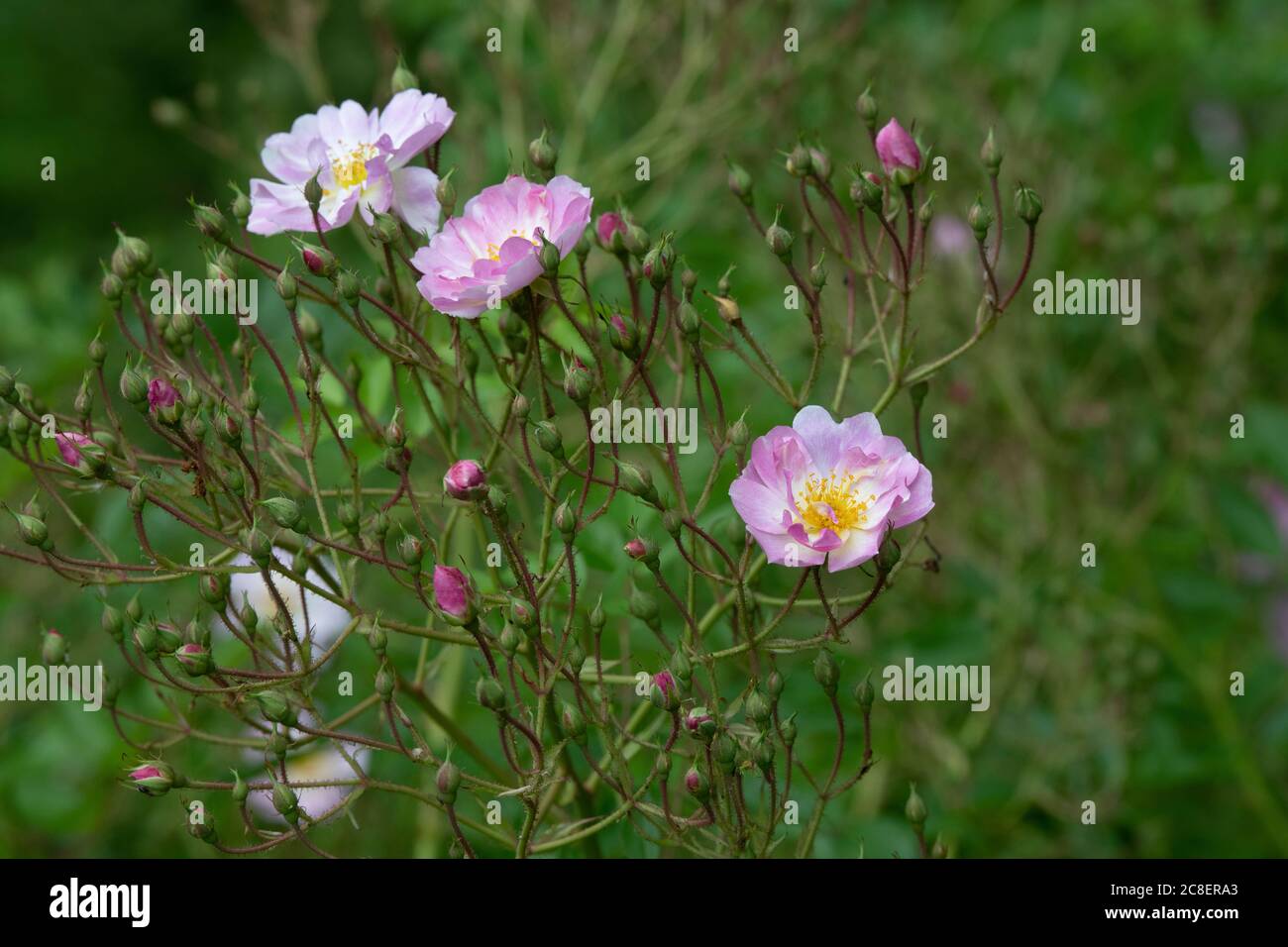 Rosa ‘DMüller. Wilde Rose Stockfoto