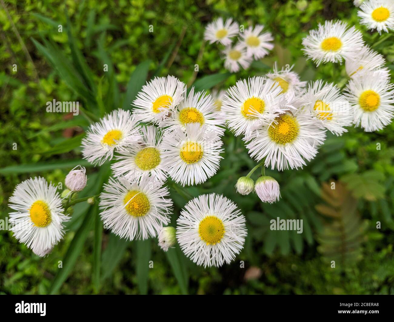 Weißer Erigeron annuus blüht am Nachmittag, der weiße Erigeron annuus sieht aus wie Chrysantheme Stockfoto
