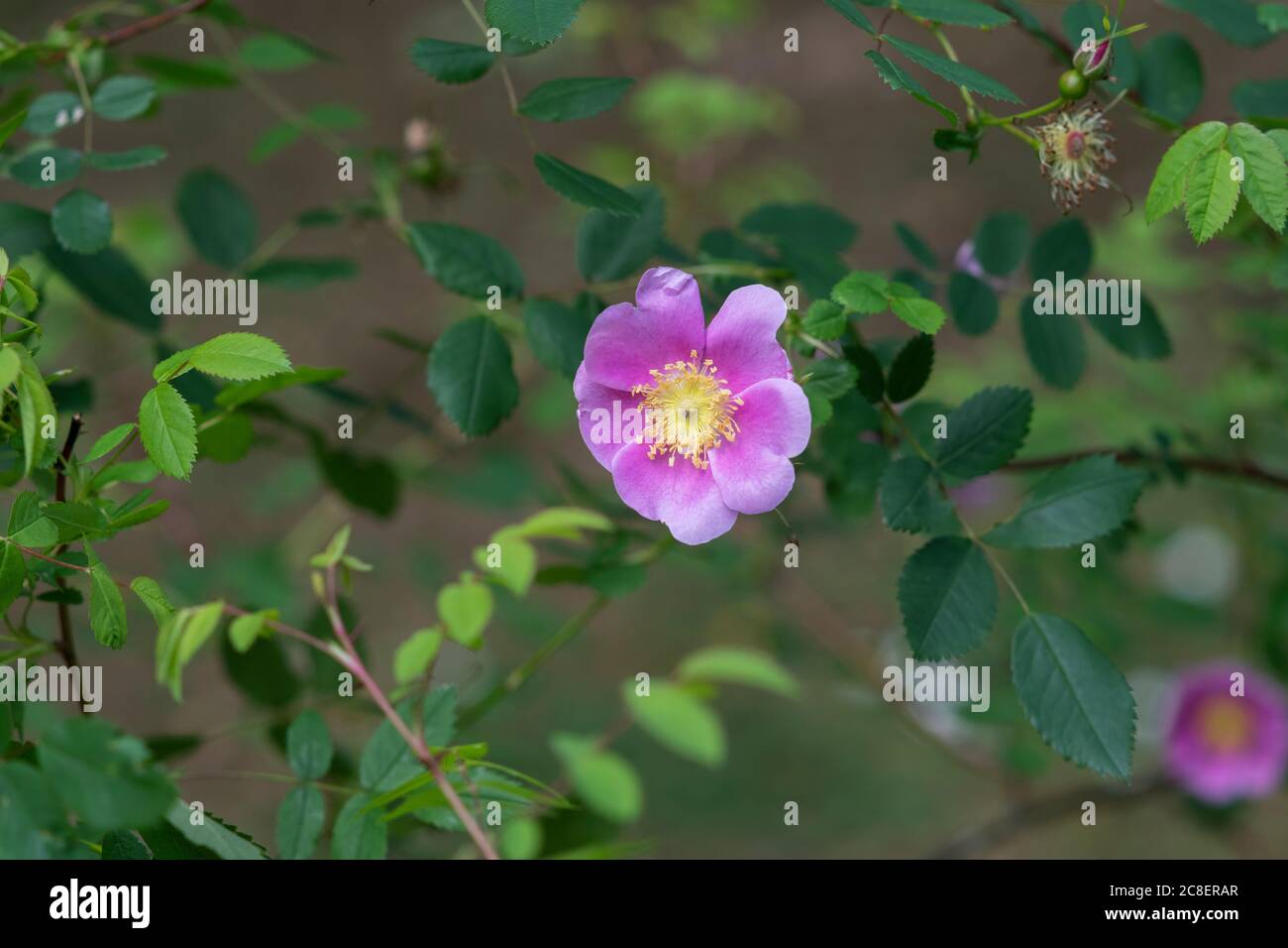 Rosa woodsii var. Fendleri. Woods Rose / Wildrose Stockfoto