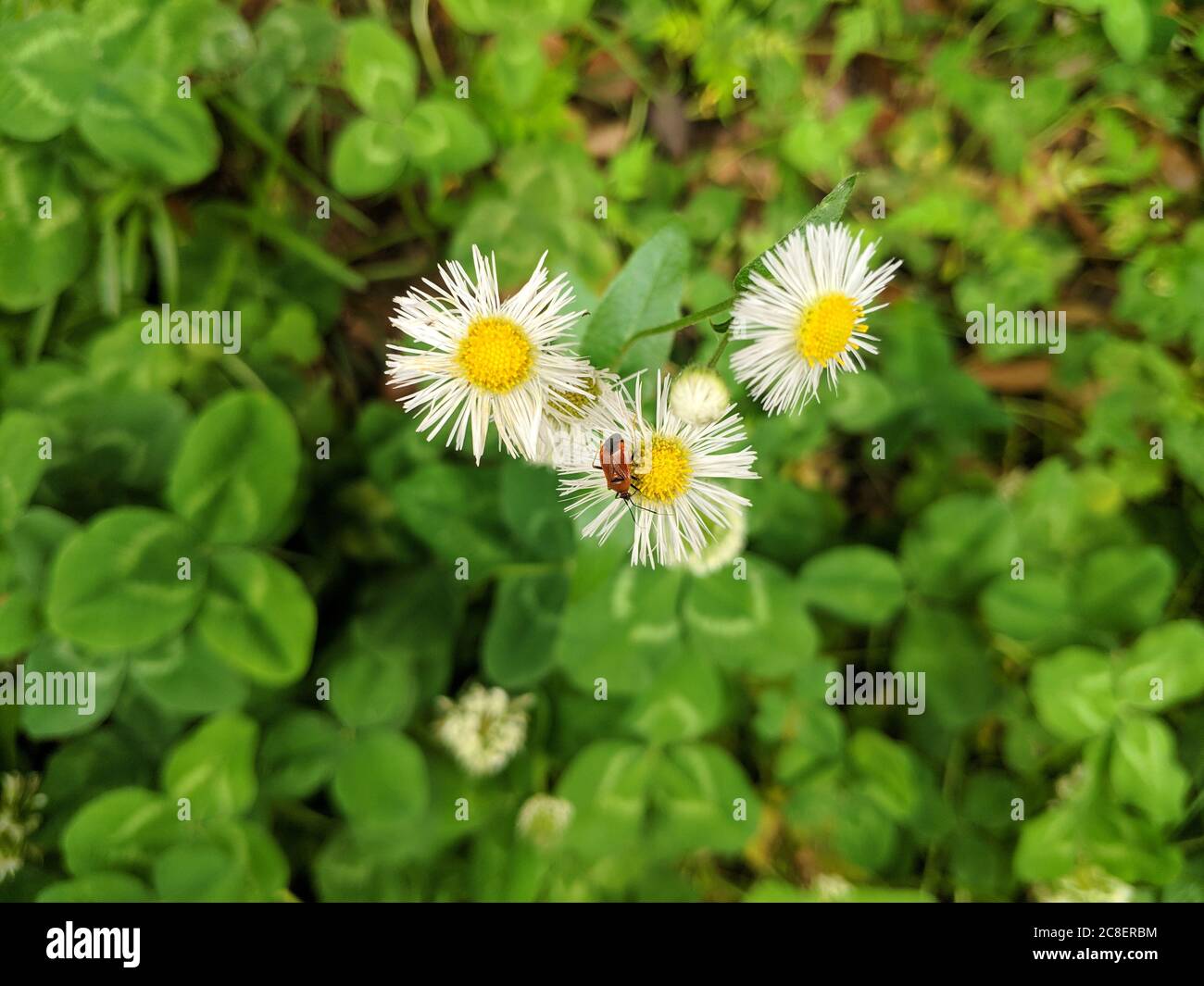 Ein kleiner Käfer auf der weißen Gänseblümchen, vielleicht nehmen Sie den Honig Stockfoto