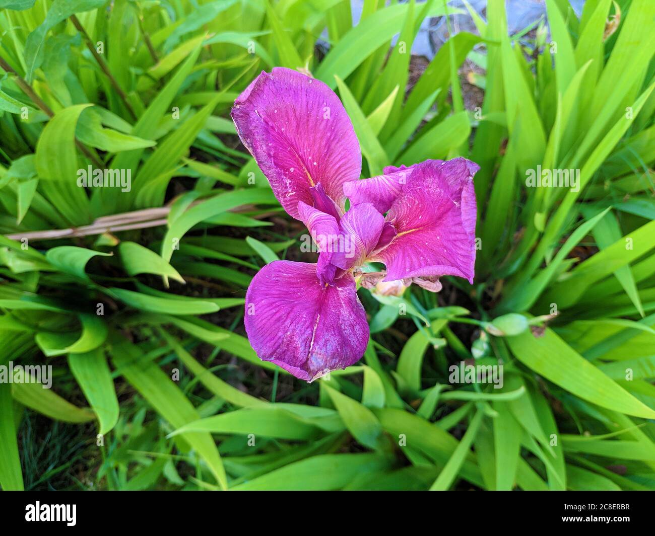 Lila Iris beginnen nach der Blüte zu verblassen Stockfoto