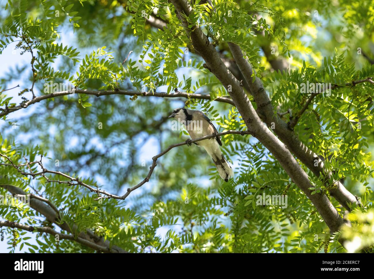 Ein Blauer Jay von unten gesehen in hoch auf einem Zweig in einem großen Honey Locust Tree im Sommer thront. Stockfoto