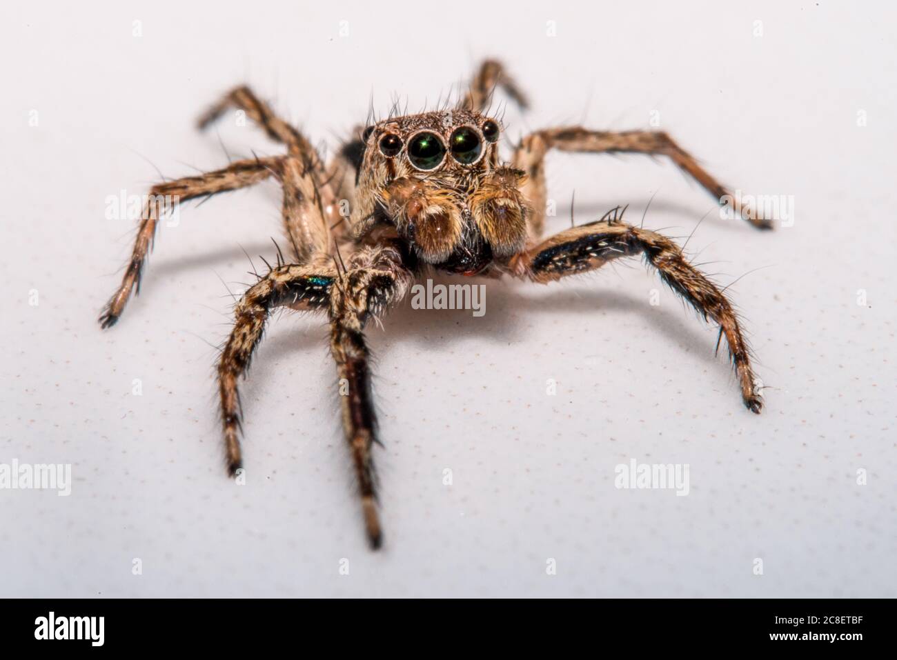 Kleine haarige gruselige Spinne aus der Nähe. Stockfoto