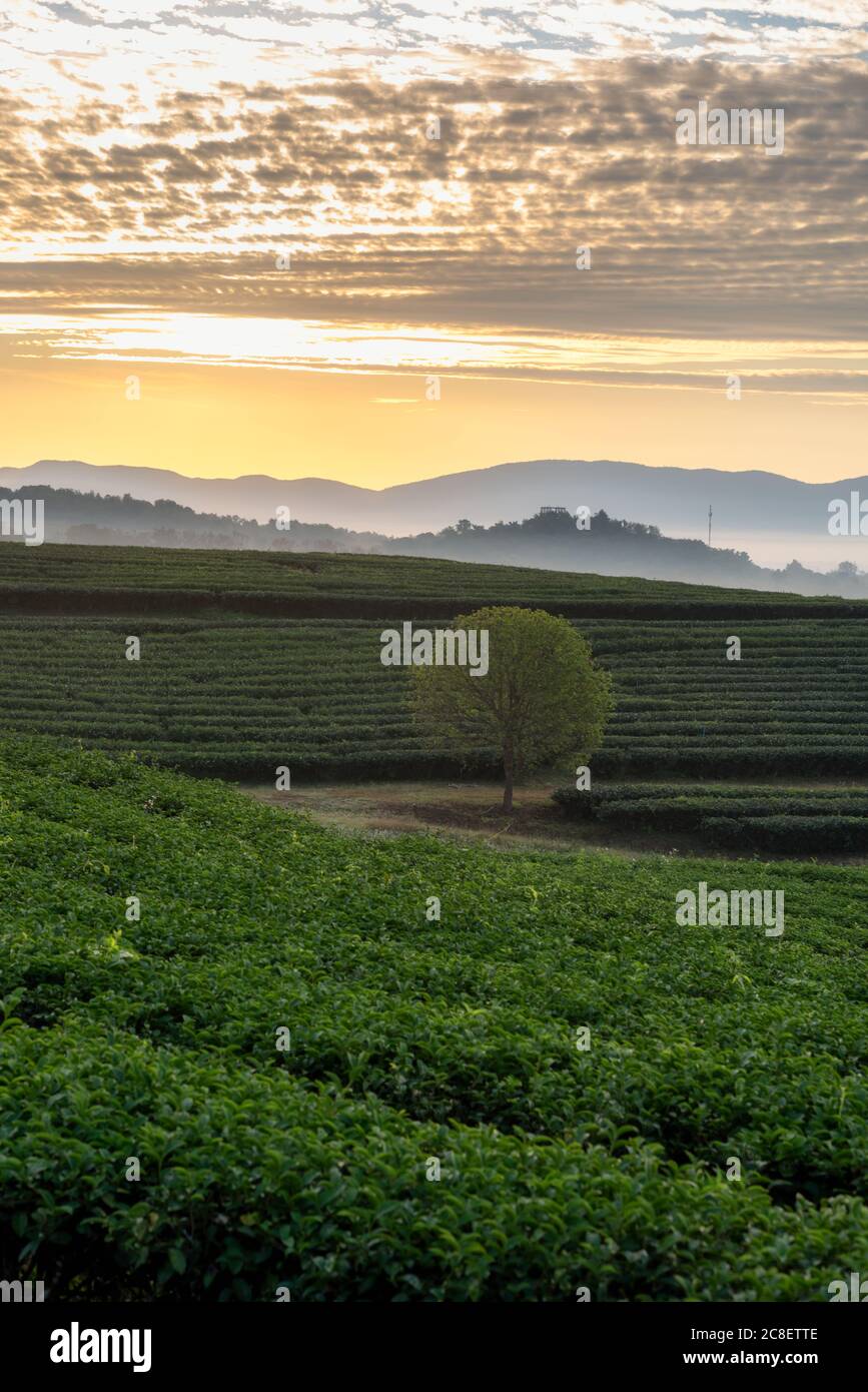 Die Landschaft eines eineineinmundenden Rundbaumes zwischen Teeplantage in Frische Morgen mit einem schönen Meer von Nebel in Chiang Rai, Thailand. Stockfoto