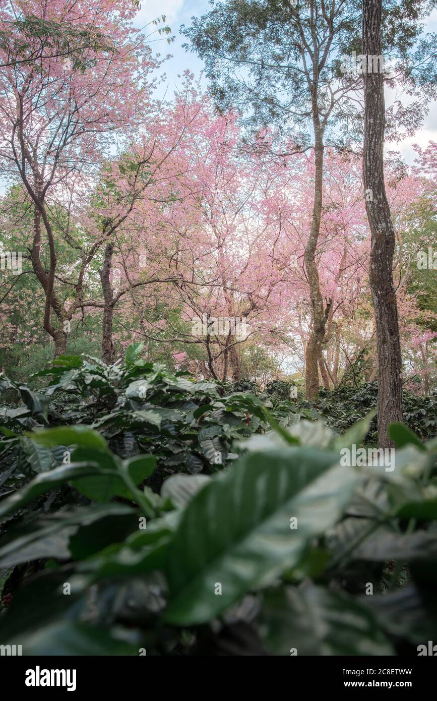 Die Landschaft der schönen rosa Kirschblüte in Kaffee Plantage in Chiang Rai, Thailand. Stockfoto