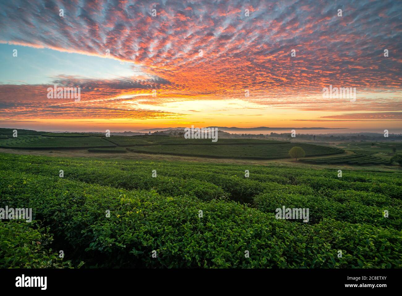 Die Landschaft der Teeplantage in frischer Morgen mit einem schönen Dämmerhimmel in Chiang Rai, Thailand. Stockfoto
