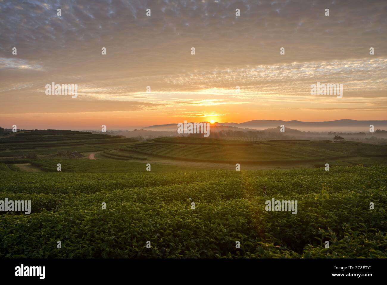 Die Landschaft der Teeplantage in frischer Morgen mit einem schönen Dämmerhimmel in Chiang Rai, Thailand. Stockfoto
