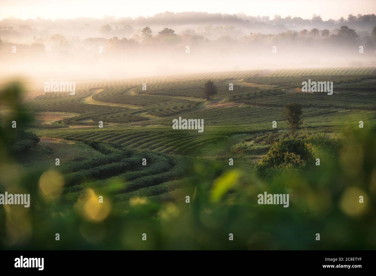 Die Landschaft von Teeplantage in Frische Morgen mit einem schönen Meer von Nebel in Chiang Rai, Thailand. Stockfoto