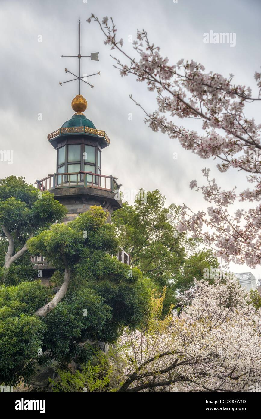 Die Landschaft blühender Sakura im Chidorigafuchi Park in Tokyo, Japan. Stockfoto