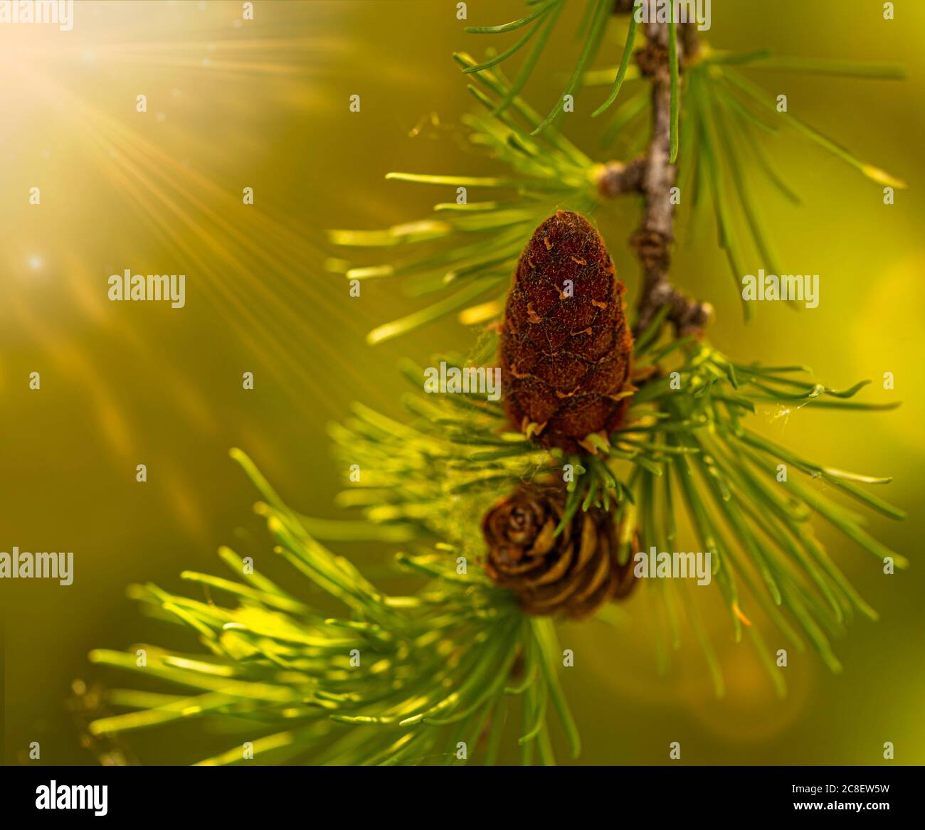 Junge P Stockfoto