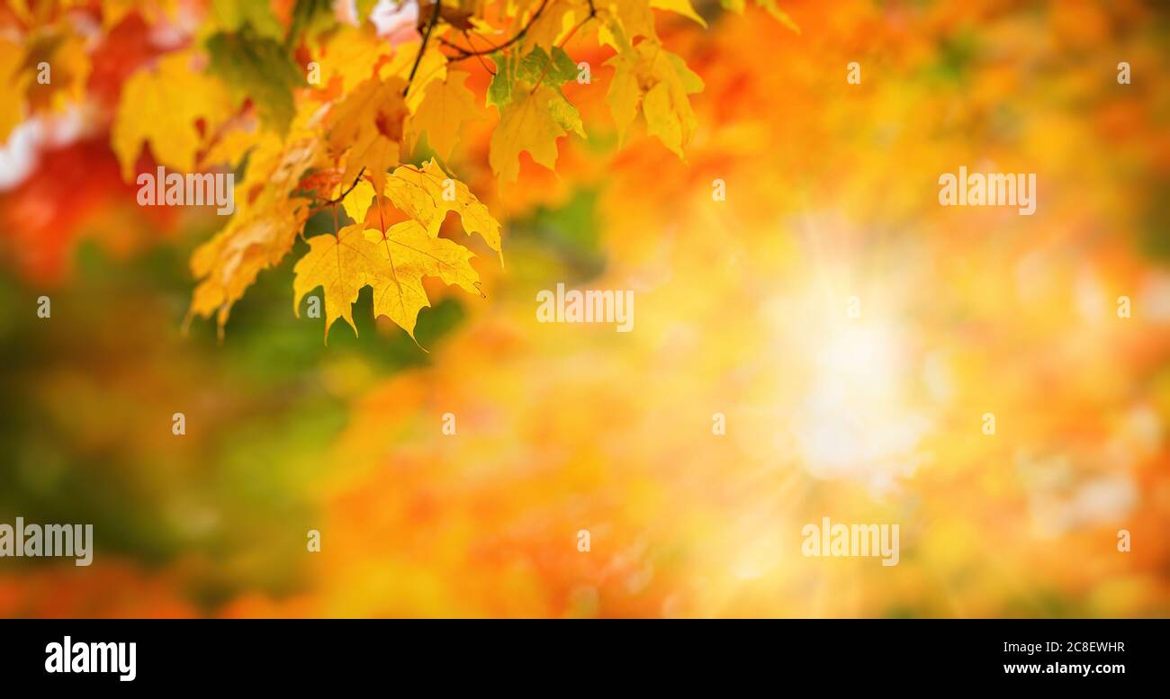 Bunte Herbst Ahornblätter auf einem Baum Zweig. Goldenes Herbstlaub hinterlässt Hintergrund. Bokeh und Kopierraum. Stockfoto