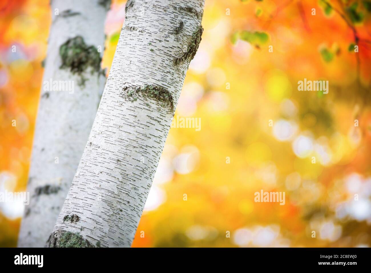 Nahaufnahme eines Birkenstamms gegen goldene Herbstfärbung. Bokeh und Kopierraum. Stockfoto