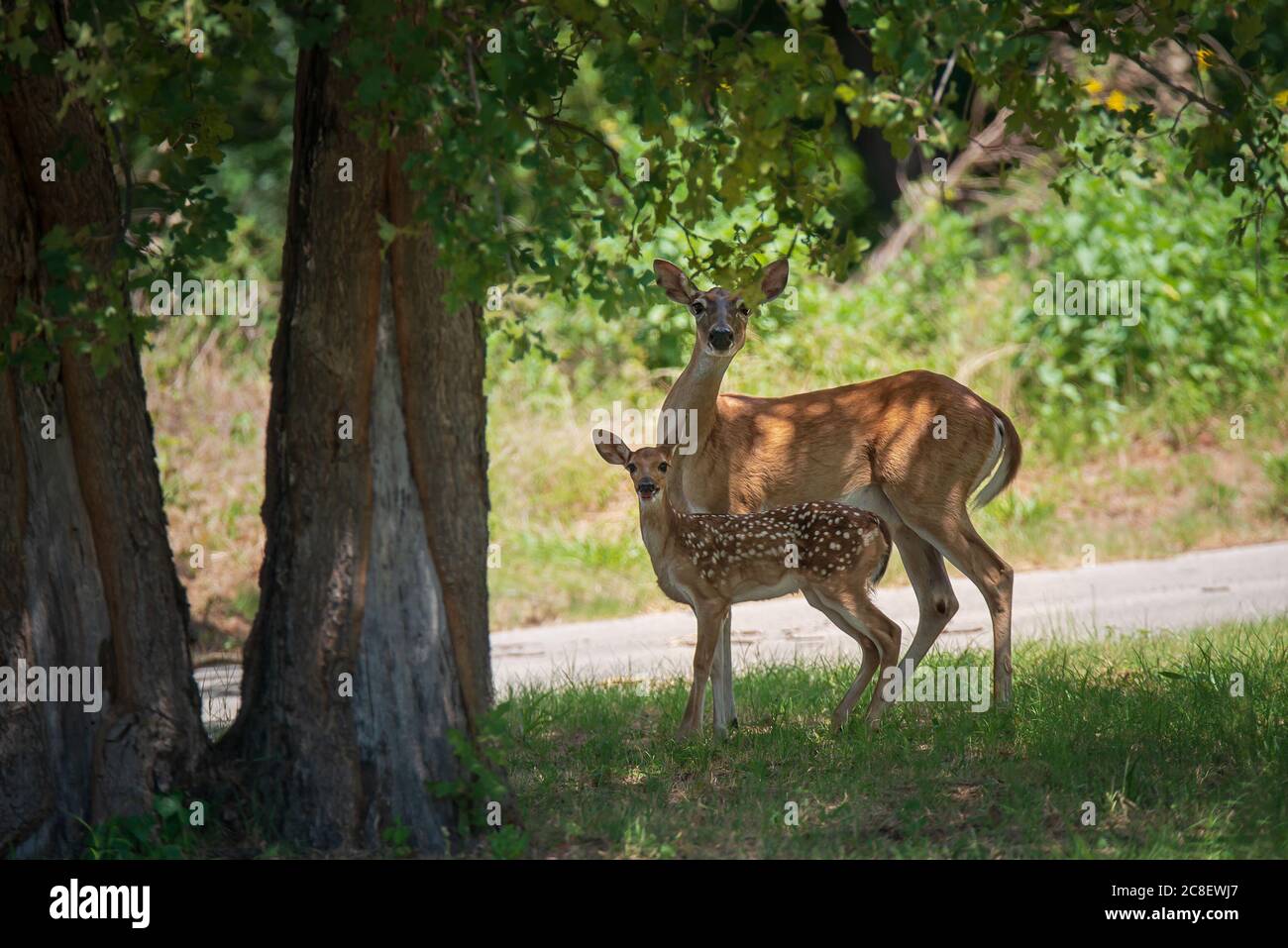 Weißschwanzhirsche, Rehkitz und Mutter, unter einem schattigen Baum im Wald an einem heißen Sommertag in Texas Stockfoto