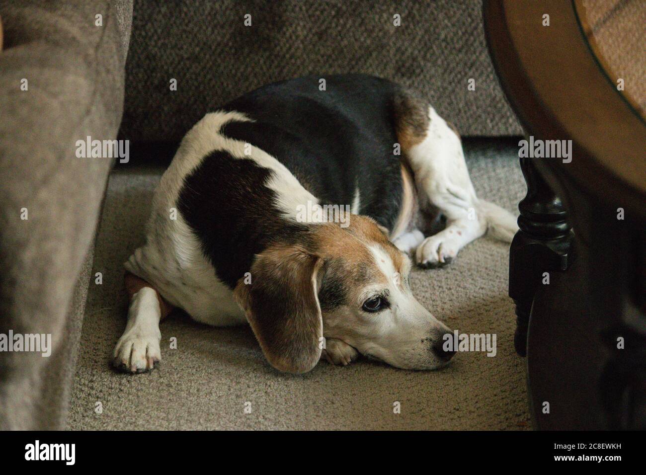 Niedlicher Beagle-Hund, der auf Teppichboden im Wohnzimmer liegt Stockfoto