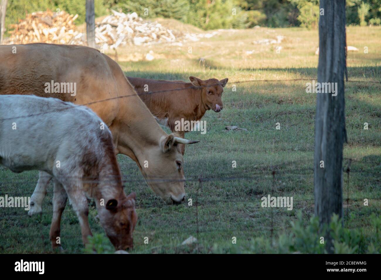 Drei Kühe weiden auf einem Feld mit einem Kalb hinten. Stockfoto