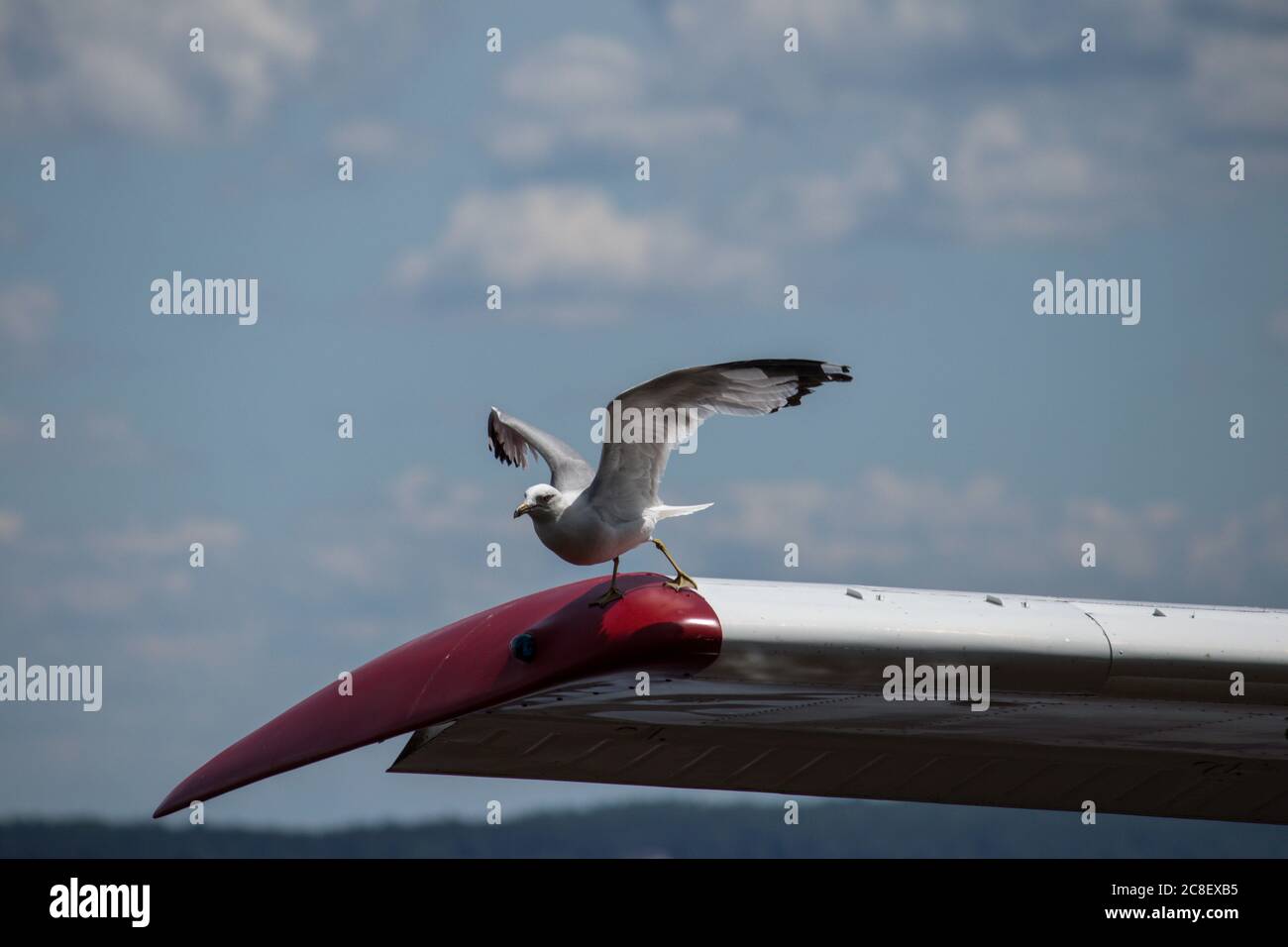 möwe, die aus dem Normalflügel geflogen ist Stockfoto