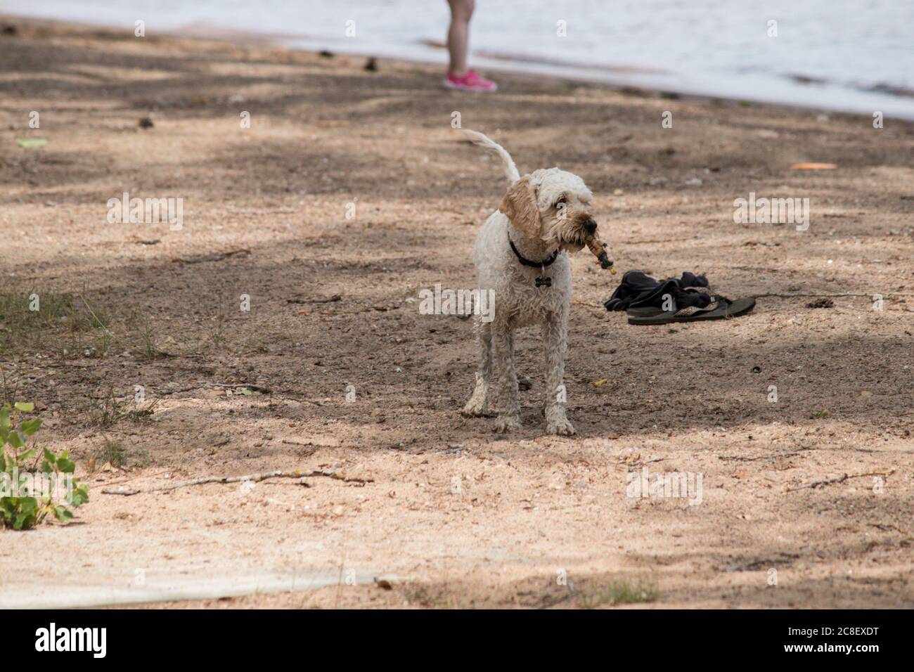 Weißer Hund, der am Strand spielt Stockfoto