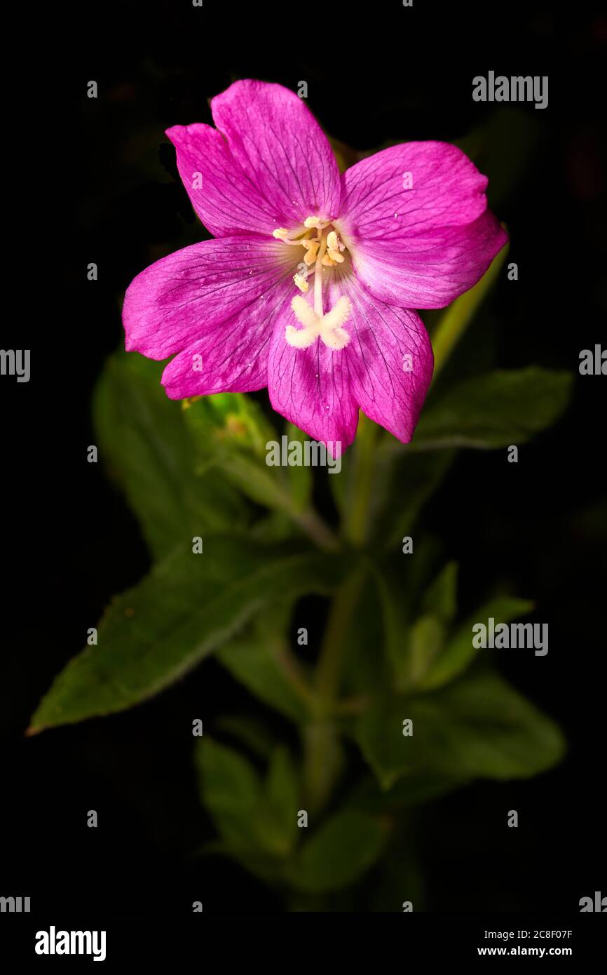 Einsame violette fünf-blättrige Blüte der großen Willowherb (epilobium hirsutum) Pflanze. Stockfoto
