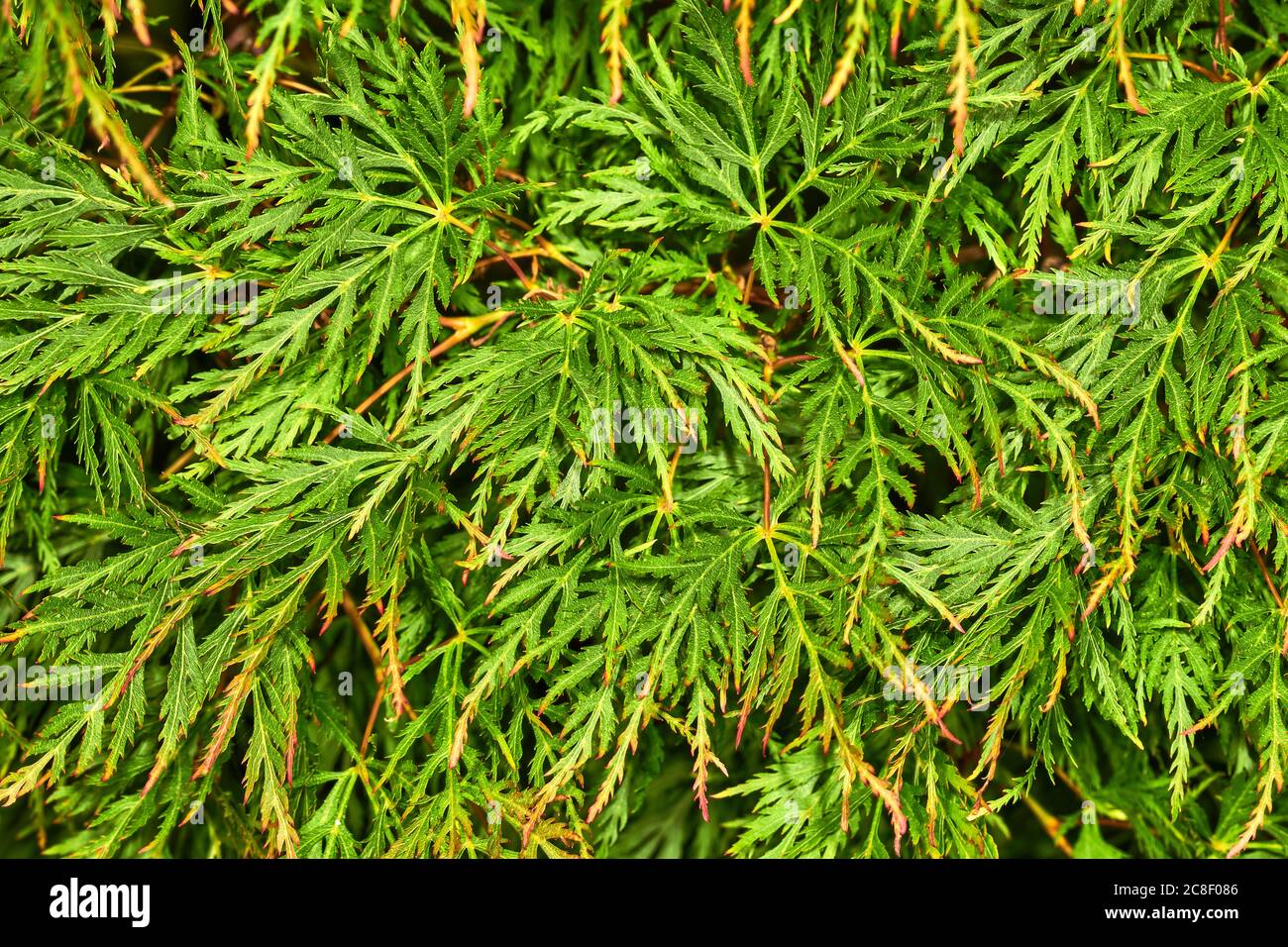 Acer Palmatum Busch Stockfotos und bilder Kaufen Alamy