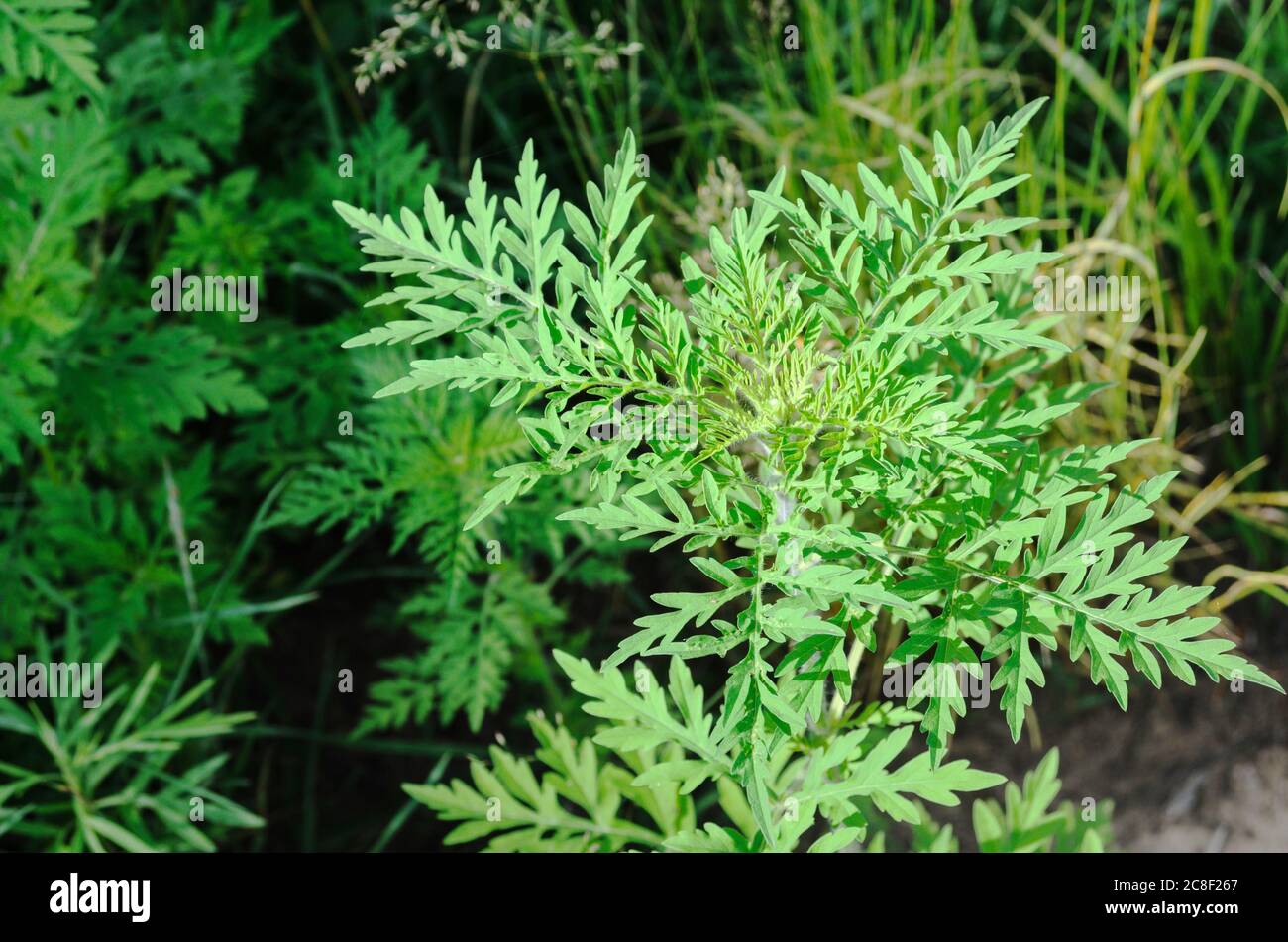Ambrosia ist eine Quelle von Allergien. Blühende Ragweed wächst auf Wiesen und entlang Landstraßen. Stockfoto