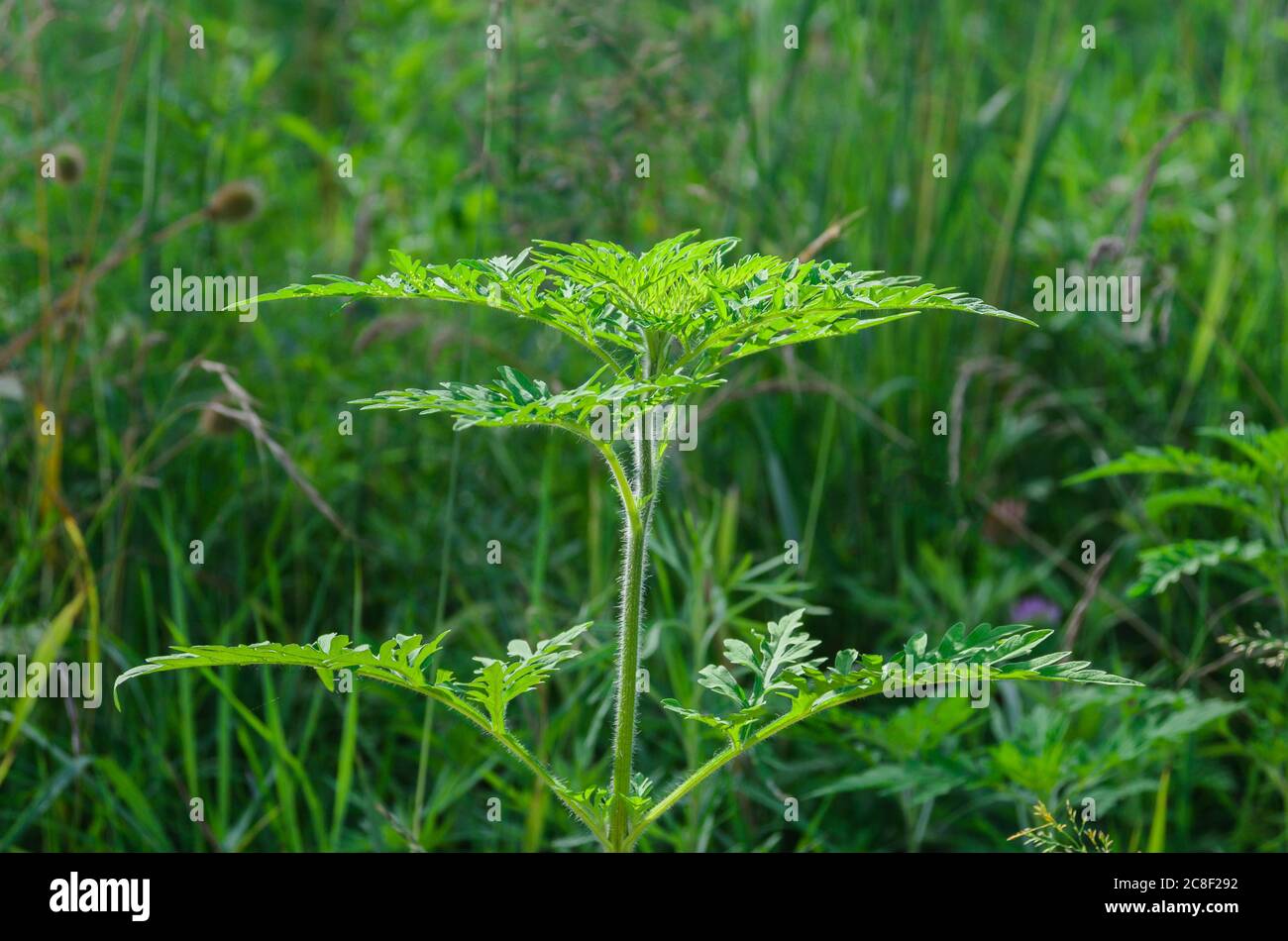 Ambrosia ist eine Quelle von Allergien. Blühende Ragweed wächst auf Wiesen und entlang Landstraßen. Stockfoto