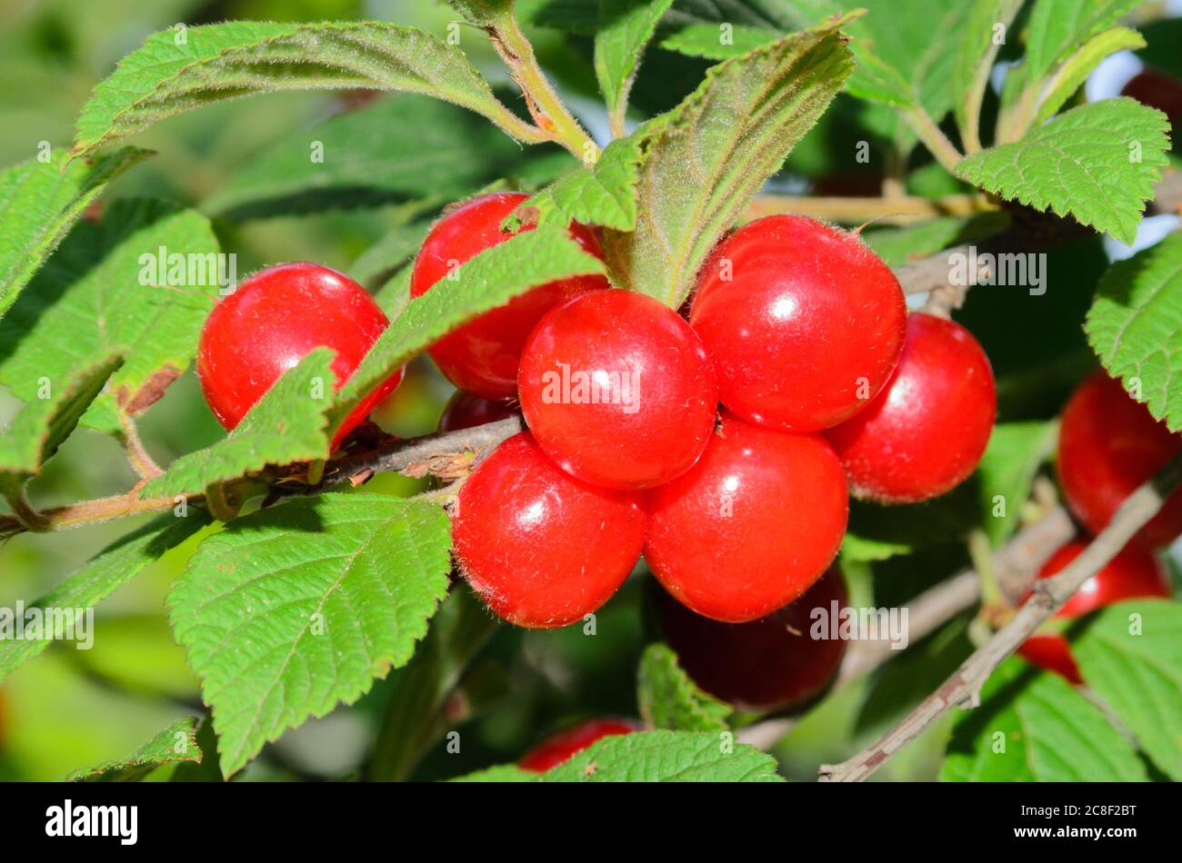 Ein Bündel roter, reifer Kirschen auf einem Zweig mit Blättern. Selektiver Fokus Stockfoto
