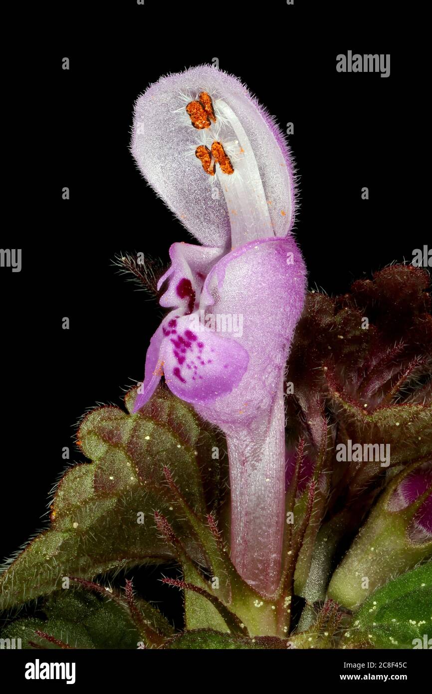 Ausschnittblättrige Totnessel (Lamium purpureum). Blumennahaufnahme Stockfoto
