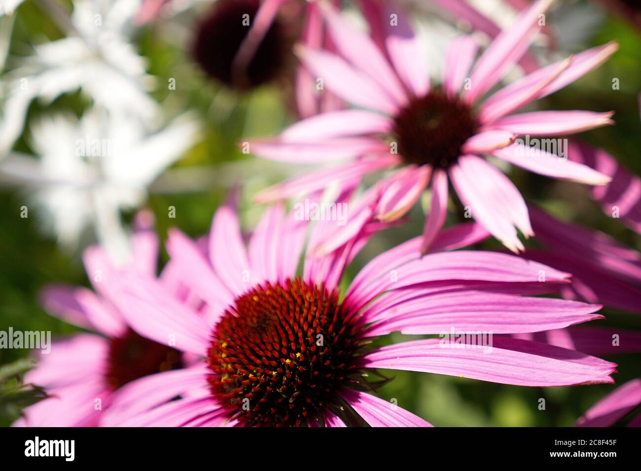 Echinacea Purpurea in Blüte Stockfoto