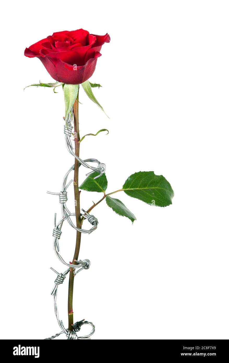 Stacheldraht, der um den Stiel einer roten Rose rollt Stockfoto