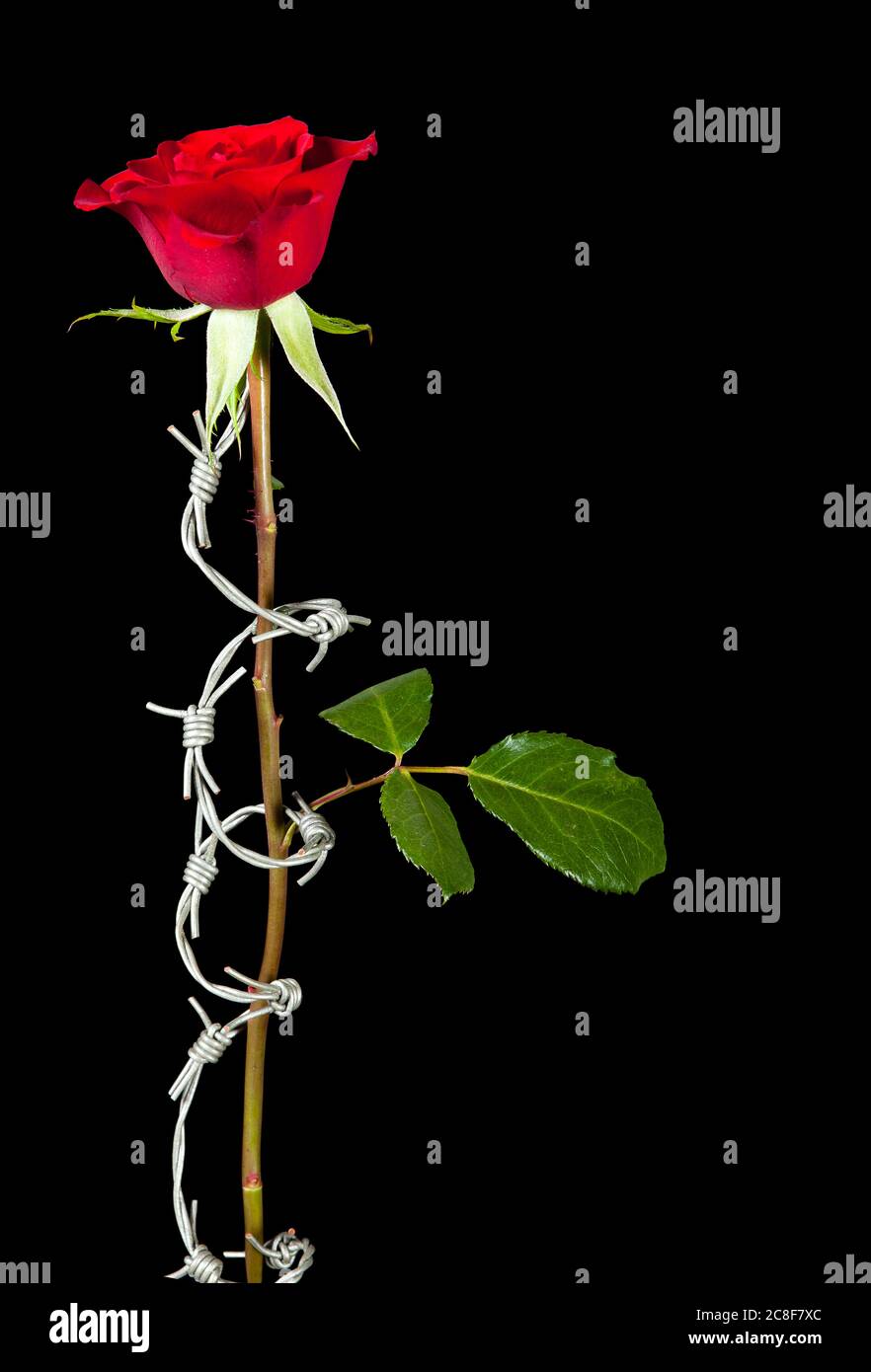 Verbotene Liebe symbolisiert durch Stacheldraht, der sich um eine Rose rollt Stockfoto