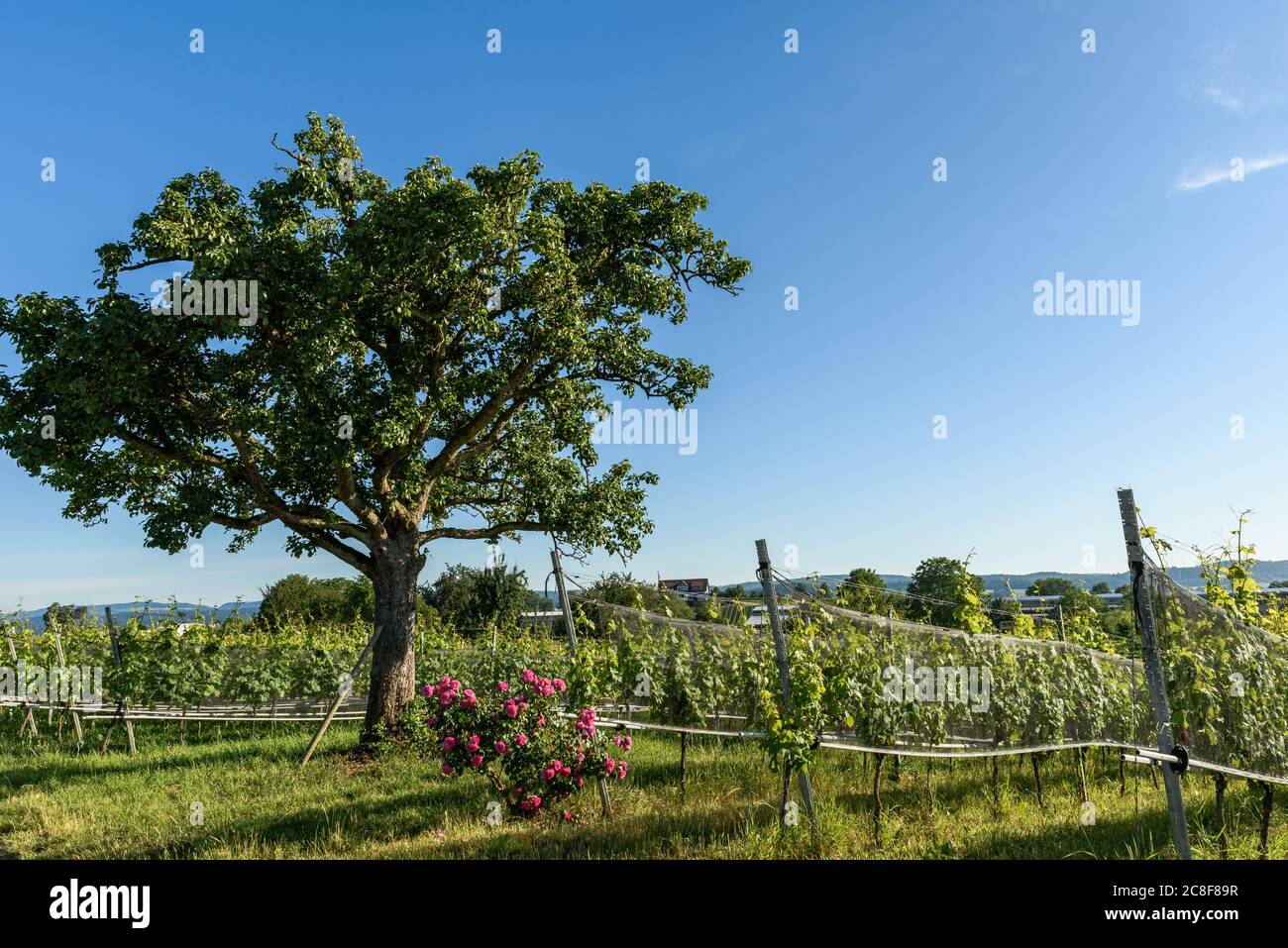 Weinreben mit Rosenstock und Baum, Insel Reichenau, Bodensee, Baden-Württemberg, Deutschland Stockfoto