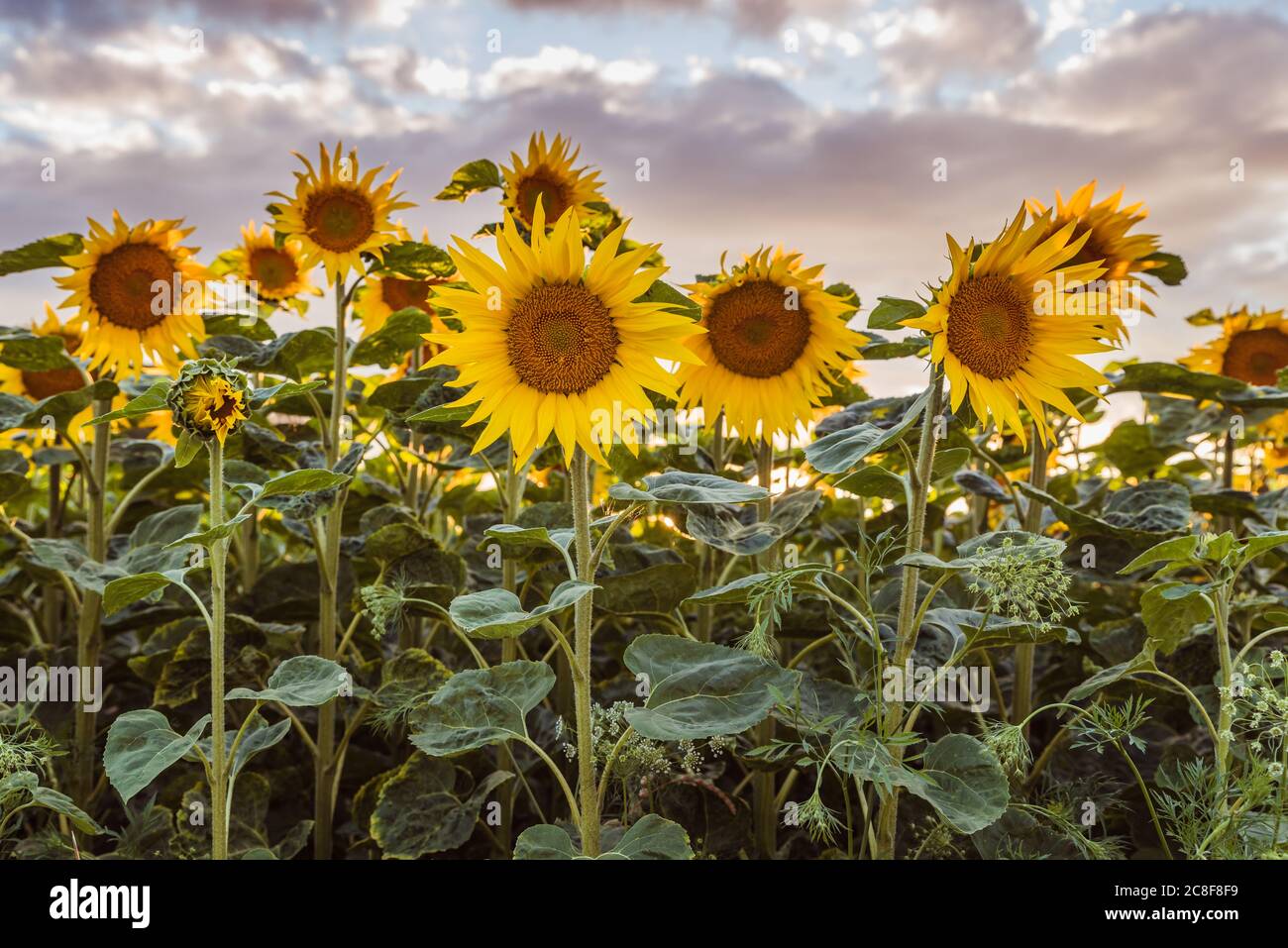 Feld blühender Sonnenblumen, Kanton Thurgau, Schweiz Stockfotografie - Alamy