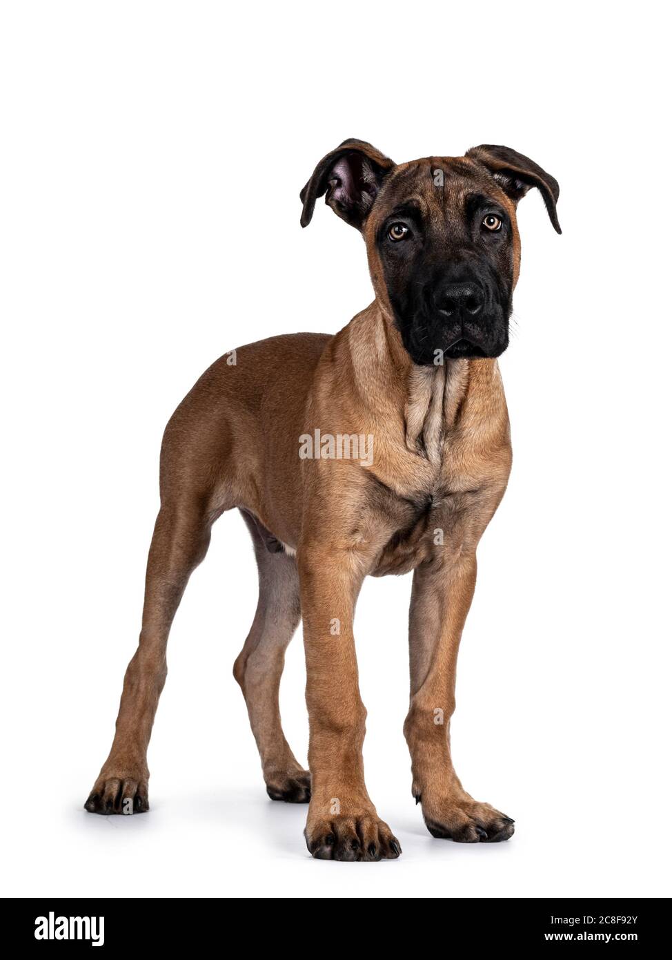 Schöner Boerboel / Malinois Kreuzhund, stehende Seitenwege. Kopf nach oben, Blick direkt auf die Kamera mit faszinierenden Licht Augen. Isoliert auf weißem BA Stockfoto