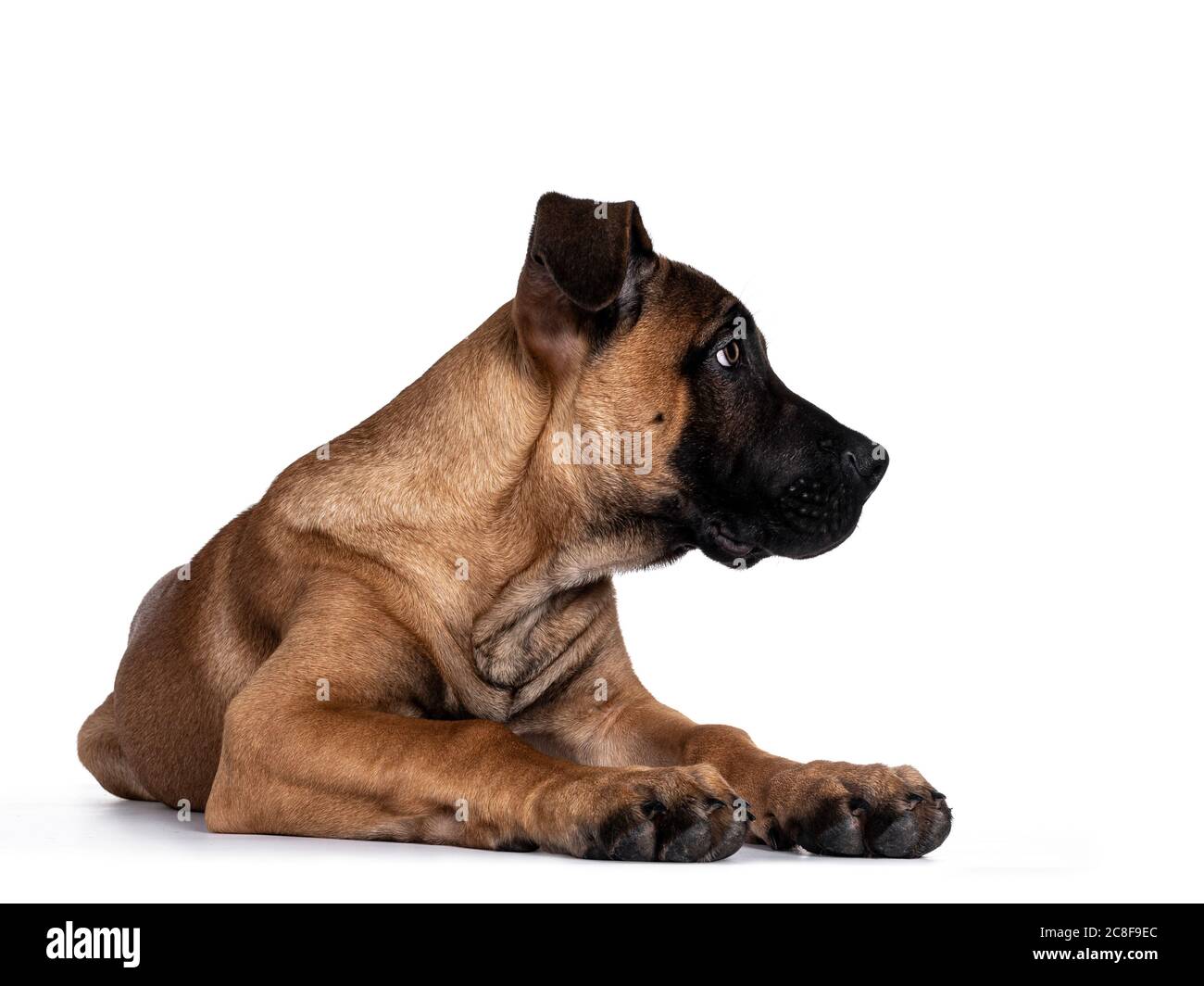 Schöner Boerboel / Malinois Mischlingshund, der sich nach vorne hin legt. Kopf drehte sich seitlich Wege, Blick nach unten. Isoliert auf weißem Hintergrund. Stockfoto