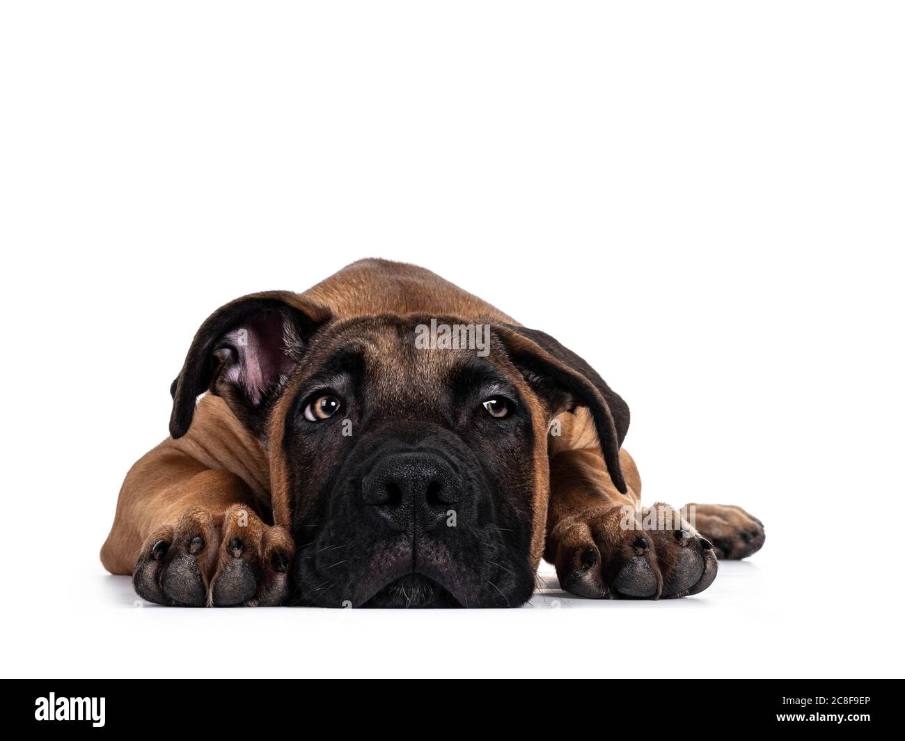 Schöner Boerboel / Malinois Mischlingshund, der sich nach vorne hin legt. Kopf auf dem Boden, strahlendes Licht Augen zur Seite gedreht. Isoliert auf weißem Backgro Stockfoto