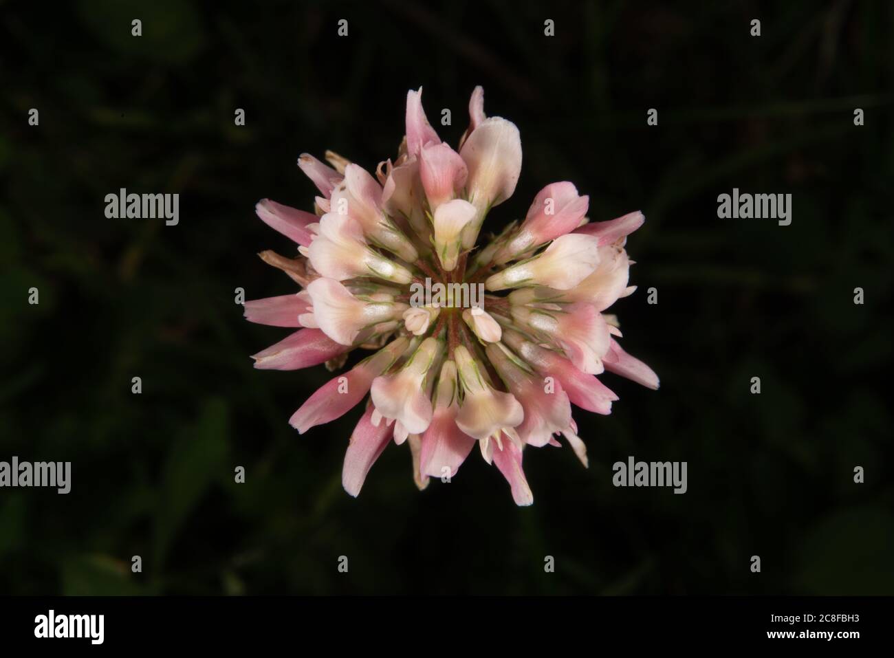 Eine Kleeblüte in Nahaufnahme Stockfoto