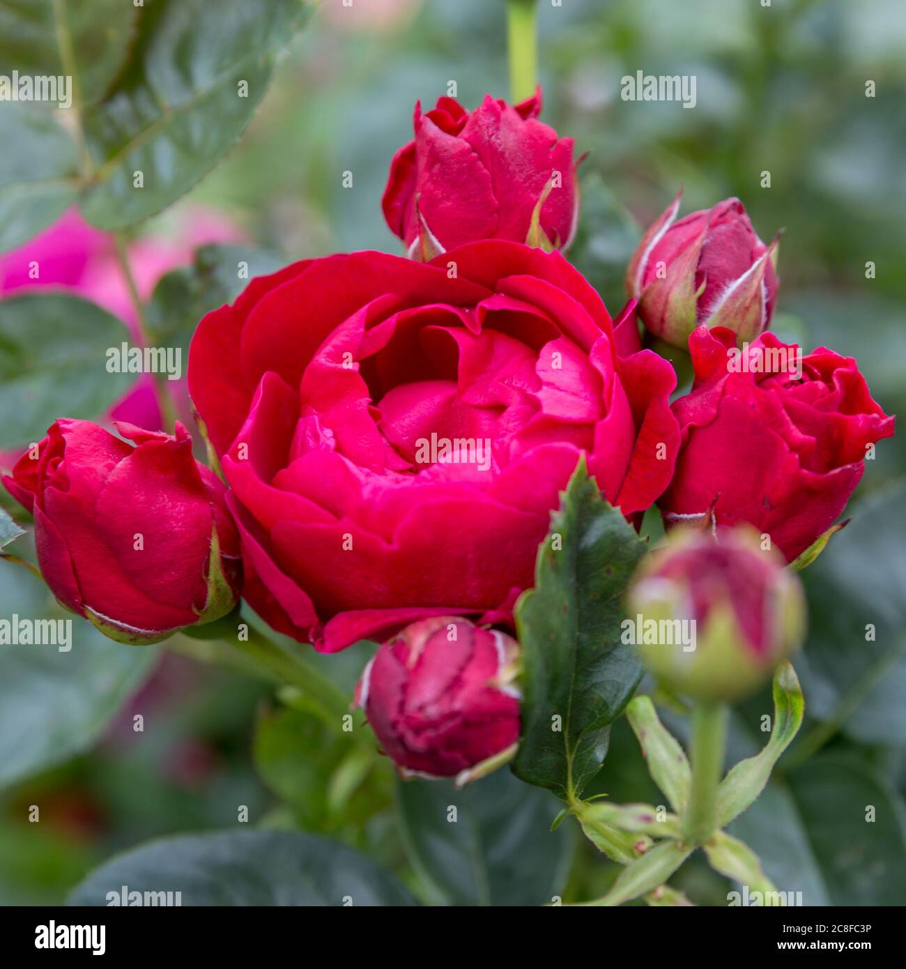 Blühende Rose im Garten an einem sonnigen Tag. Rose Ascot Stockfoto