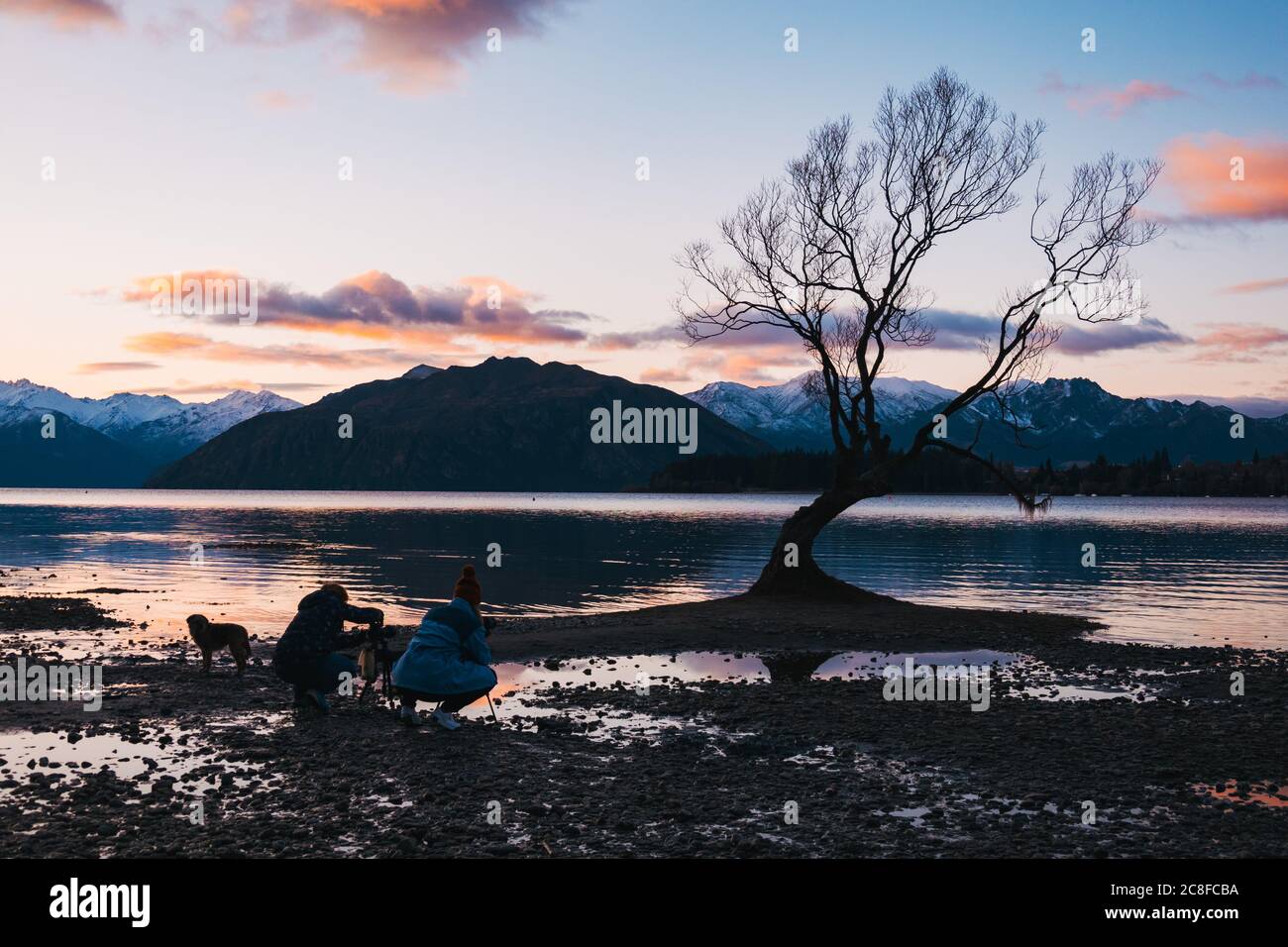 Touristen fotografieren den berühmten "Wanaka Tree" während niedriger Seeniveaus in Wanaka, Neuseeland Stockfoto