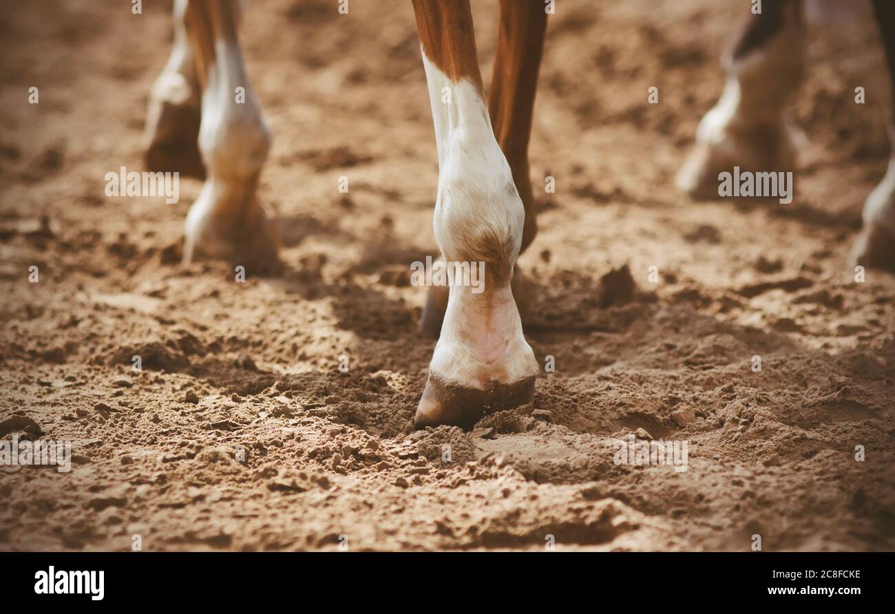 Die Hufe der unshod Pferde, die an einem warmen sonnigen Tag auf losem Sand zu Fuß. Stockfoto