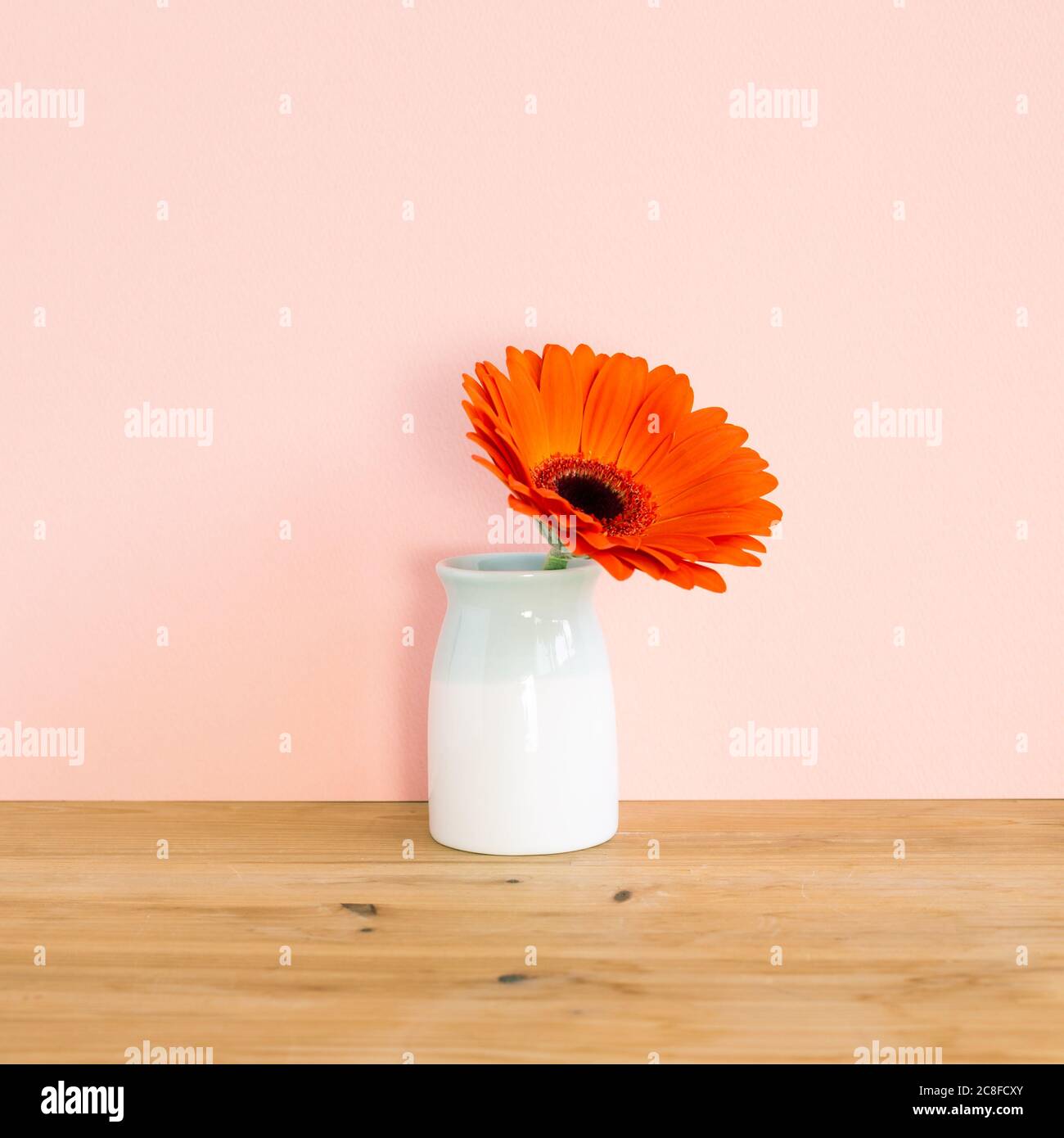 Orange Gerbera Blume in Vase auf Holztisch mit rosa Hintergrund. Blumenmuster, Kopierbereich Stockfoto